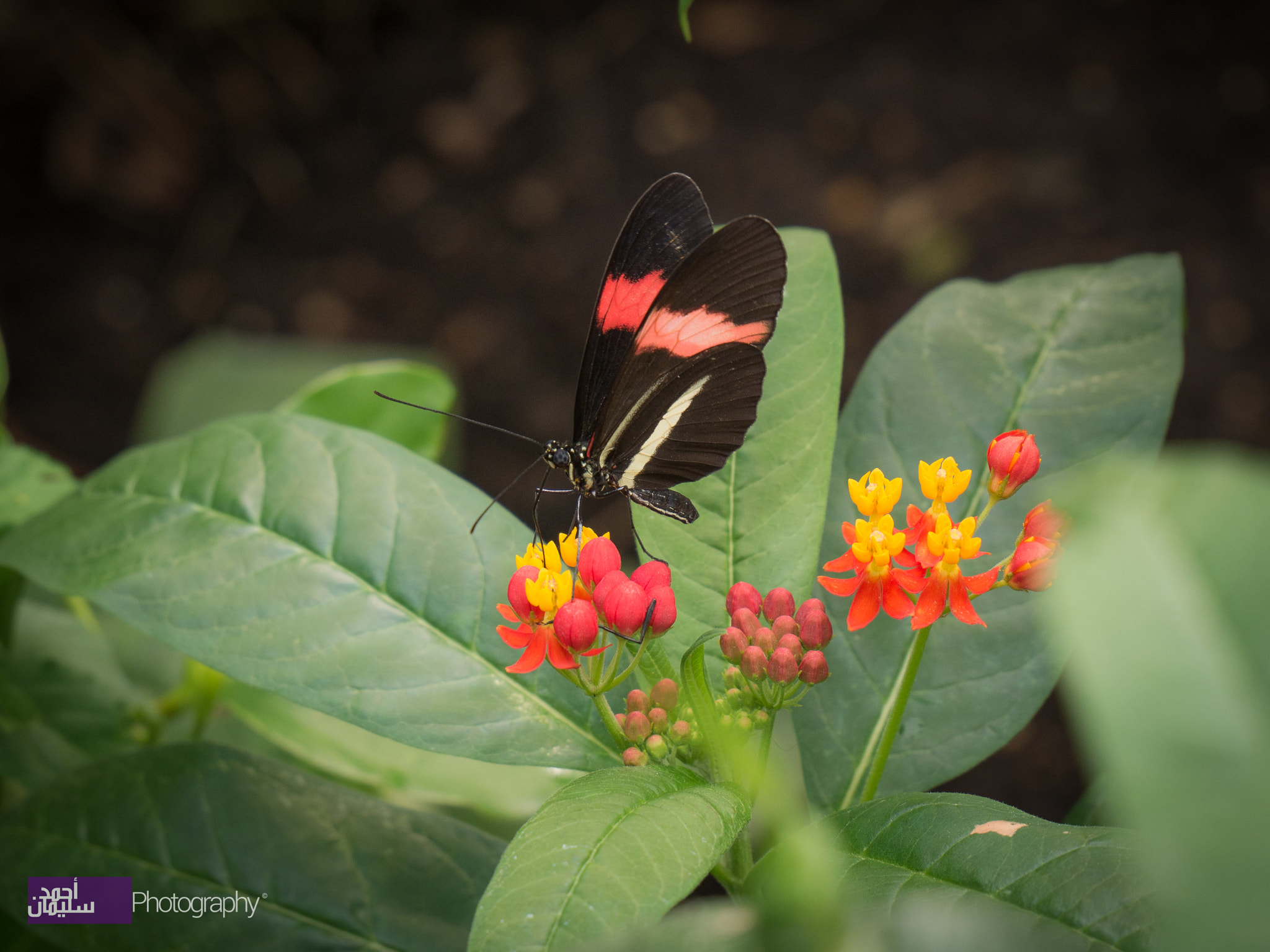 Panasonic Lumix DMC-G85 (Lumix DMC-G80) sample photo. Butterfly at london zoo photography