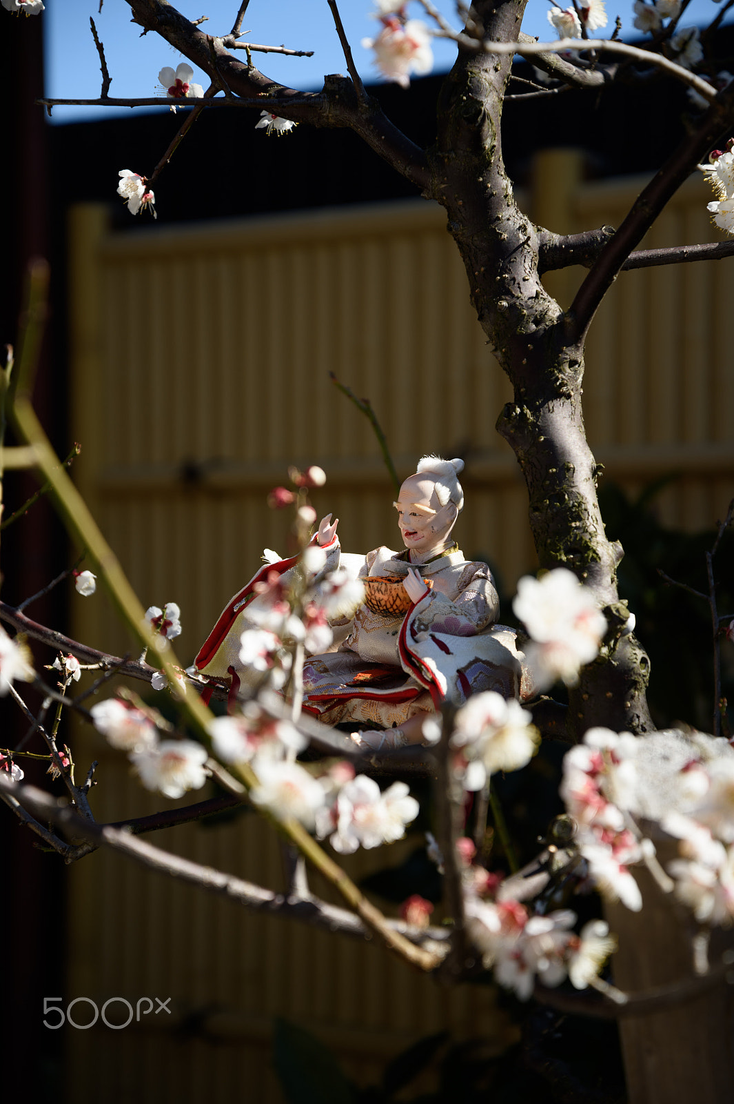 Nikon Df sample photo. The man who made flowers bloom photography