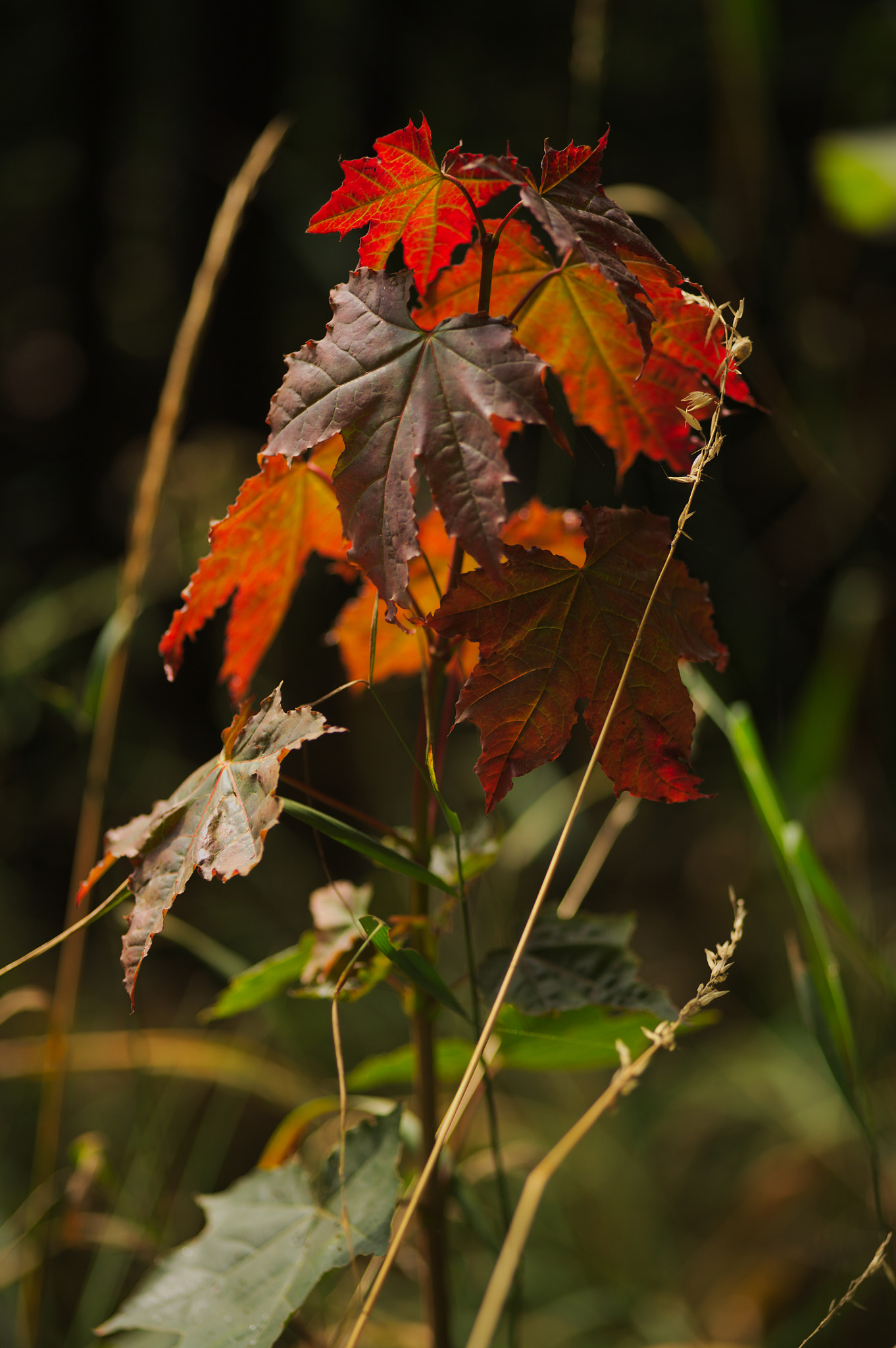 Canon EOS 5D sample photo. Img_2945.jpg photography