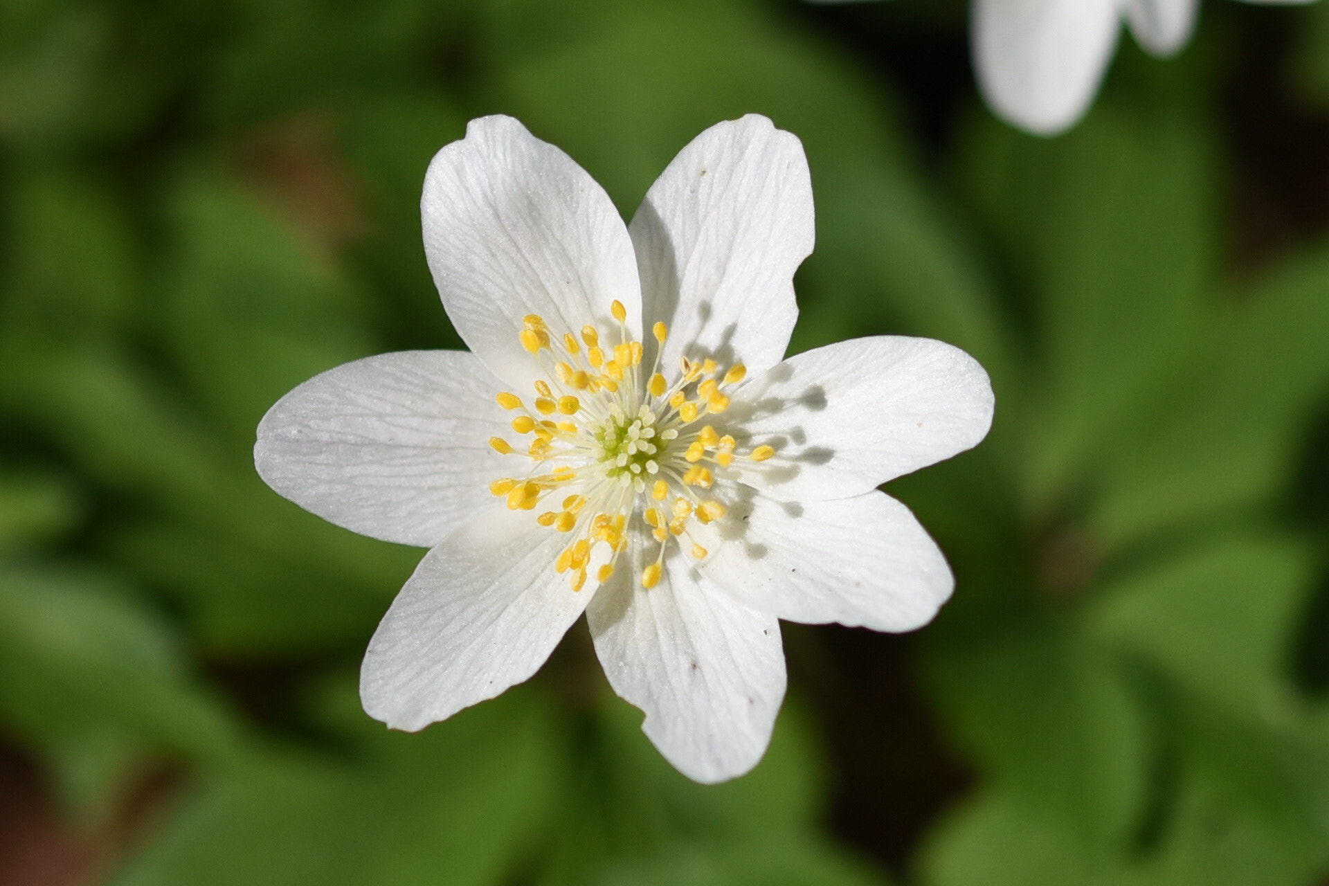Sigma 105mm F2.8 EX DG OS HSM sample photo. White flower photography