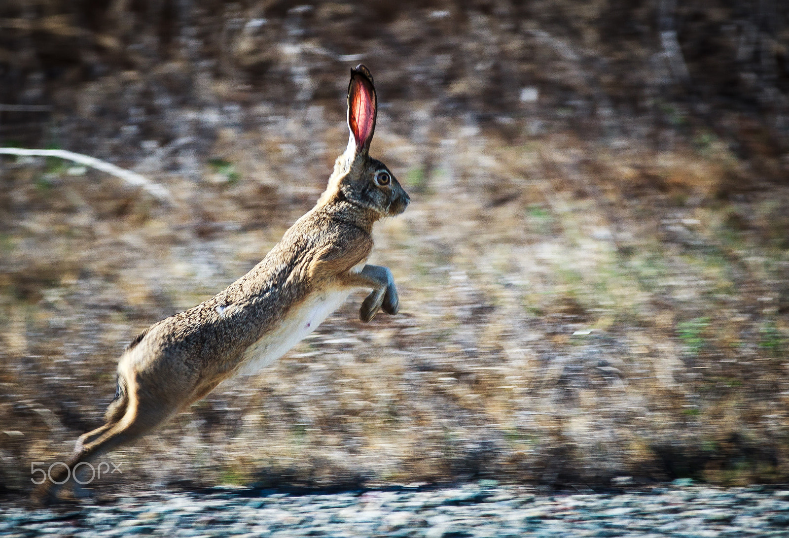 Canon EF 70-200mm F2.8L IS II USM sample photo. Tiger strike!!! photography