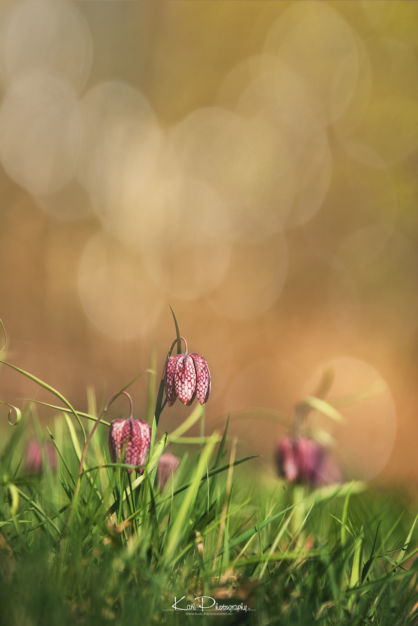 Tamron SP 70-200mm F2.8 Di VC USD sample photo. Blume des jahres (fritillaria meleagris) photography