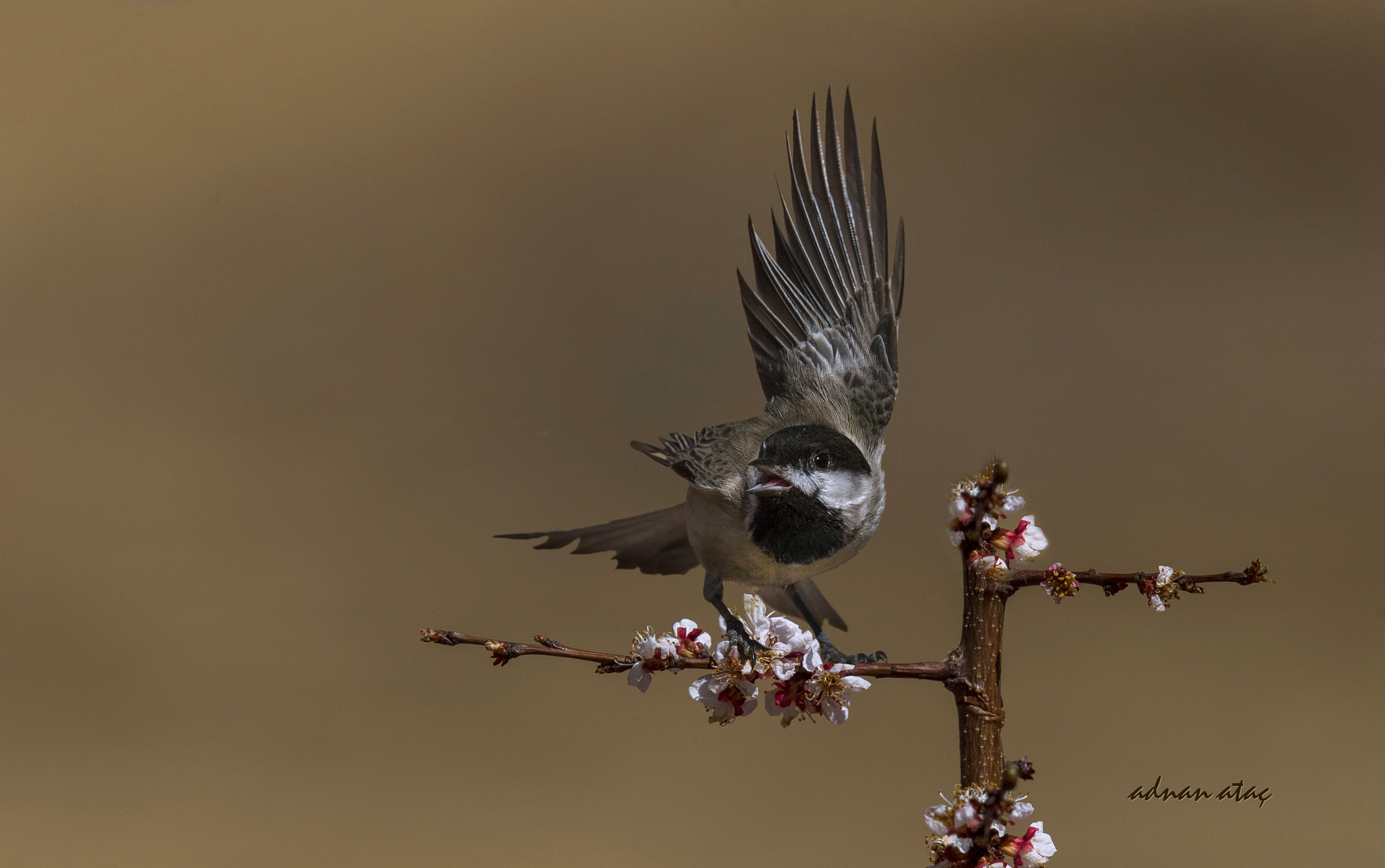Sigma 150-600mm F5-6.3 DG OS HSM | S sample photo. Akyanaklı baştankara - sombre tit - poecile lugubris photography
