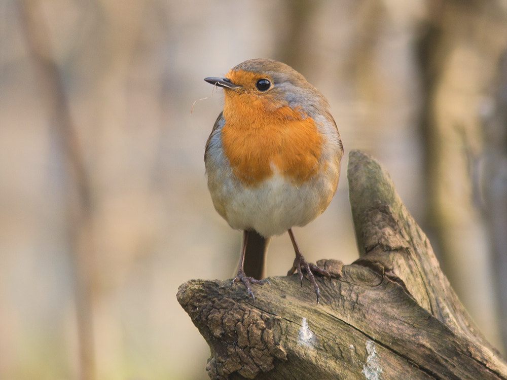 Canon EF 300mm F4L IS USM sample photo. Roodborst / robin photography