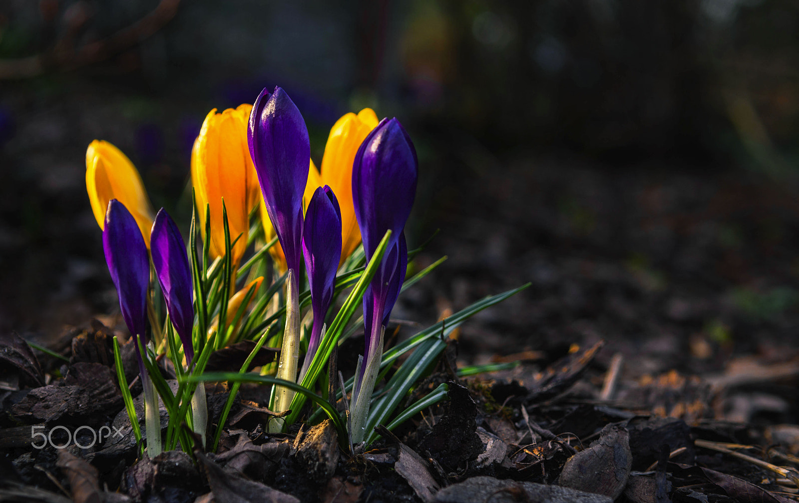 Nikon D5500 sample photo. Spring photography