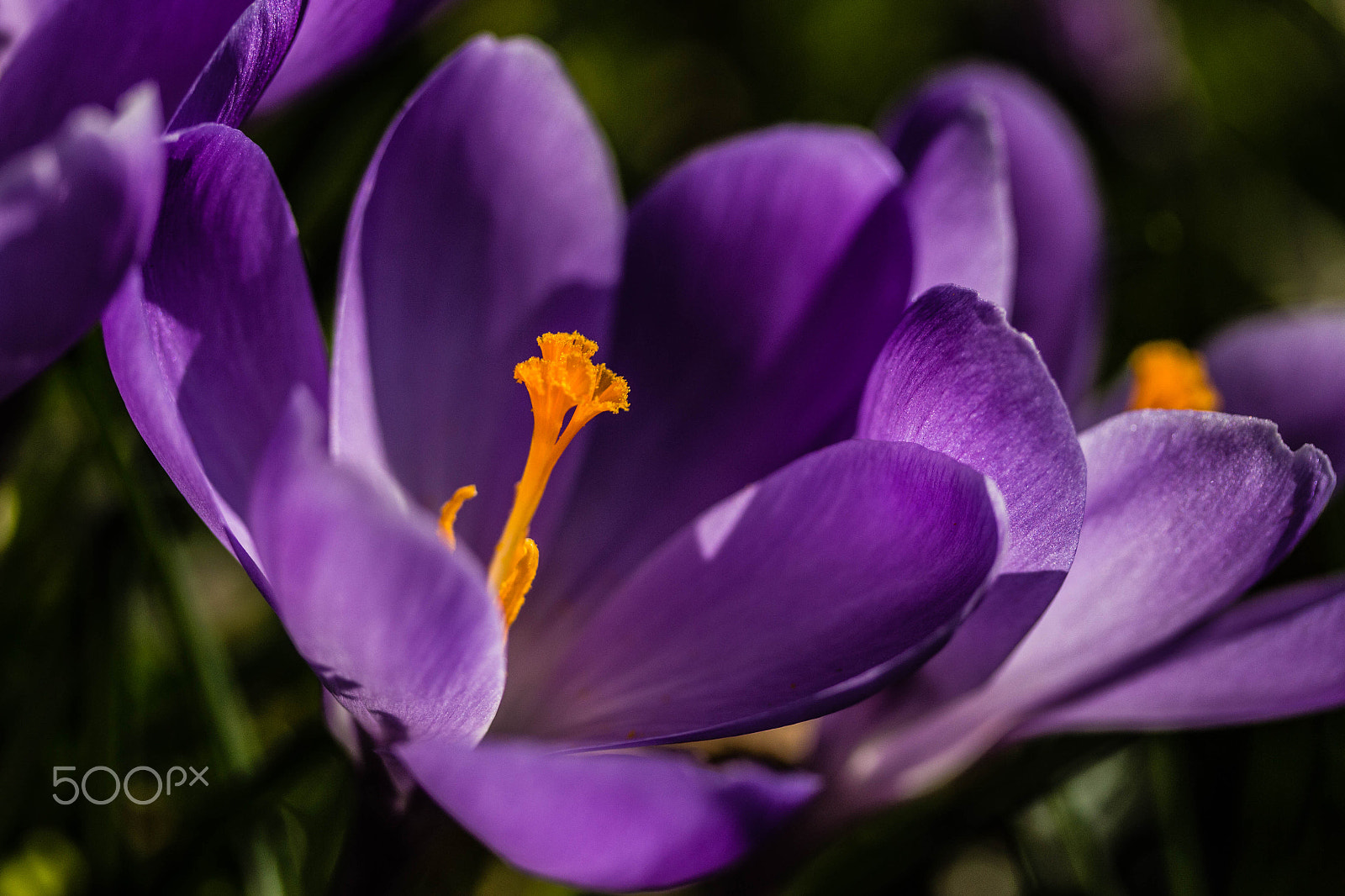 Canon EOS 650D (EOS Rebel T4i / EOS Kiss X6i) sample photo. Spring is comming photography