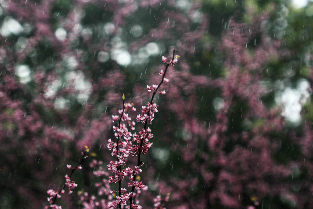 Canon EF 100mm F2.8 Macro USM sample photo. A rainy day through my window photography