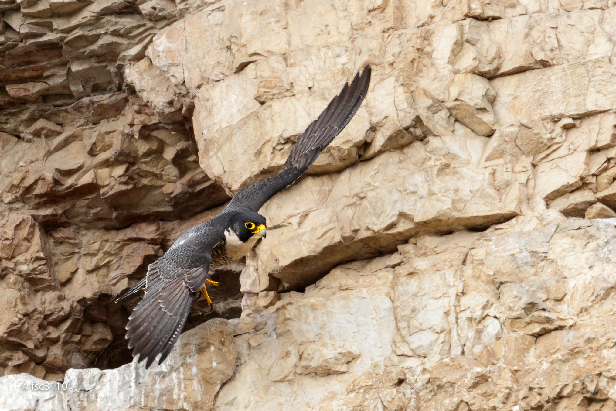 Canon EF 500mm F4L IS II USM sample photo. Peregrine falcon take-off photography