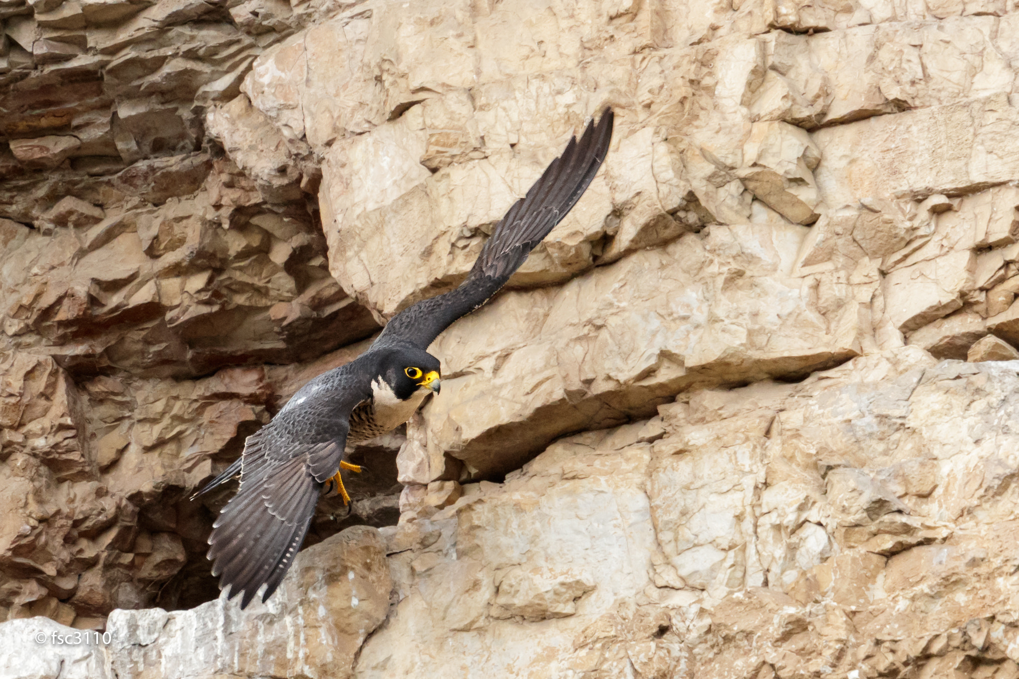 Canon EOS-1D X Mark II + Canon EF 500mm F4L IS II USM sample photo. Peregrine falcon take-off photography