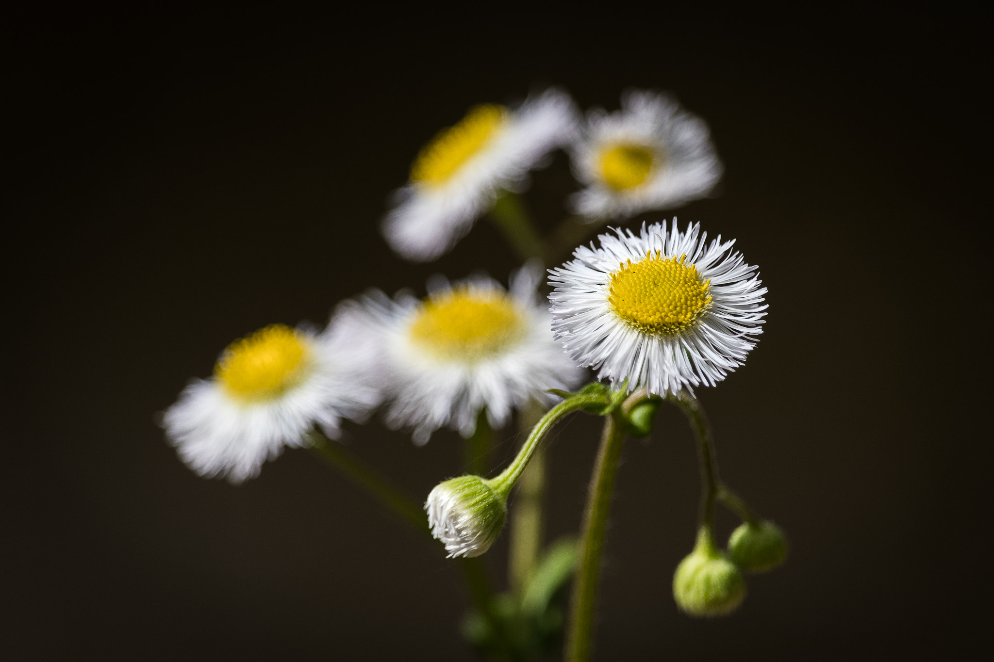 Canon EF-S 55-250mm F4-5.6 IS STM sample photo. Fleabane photography