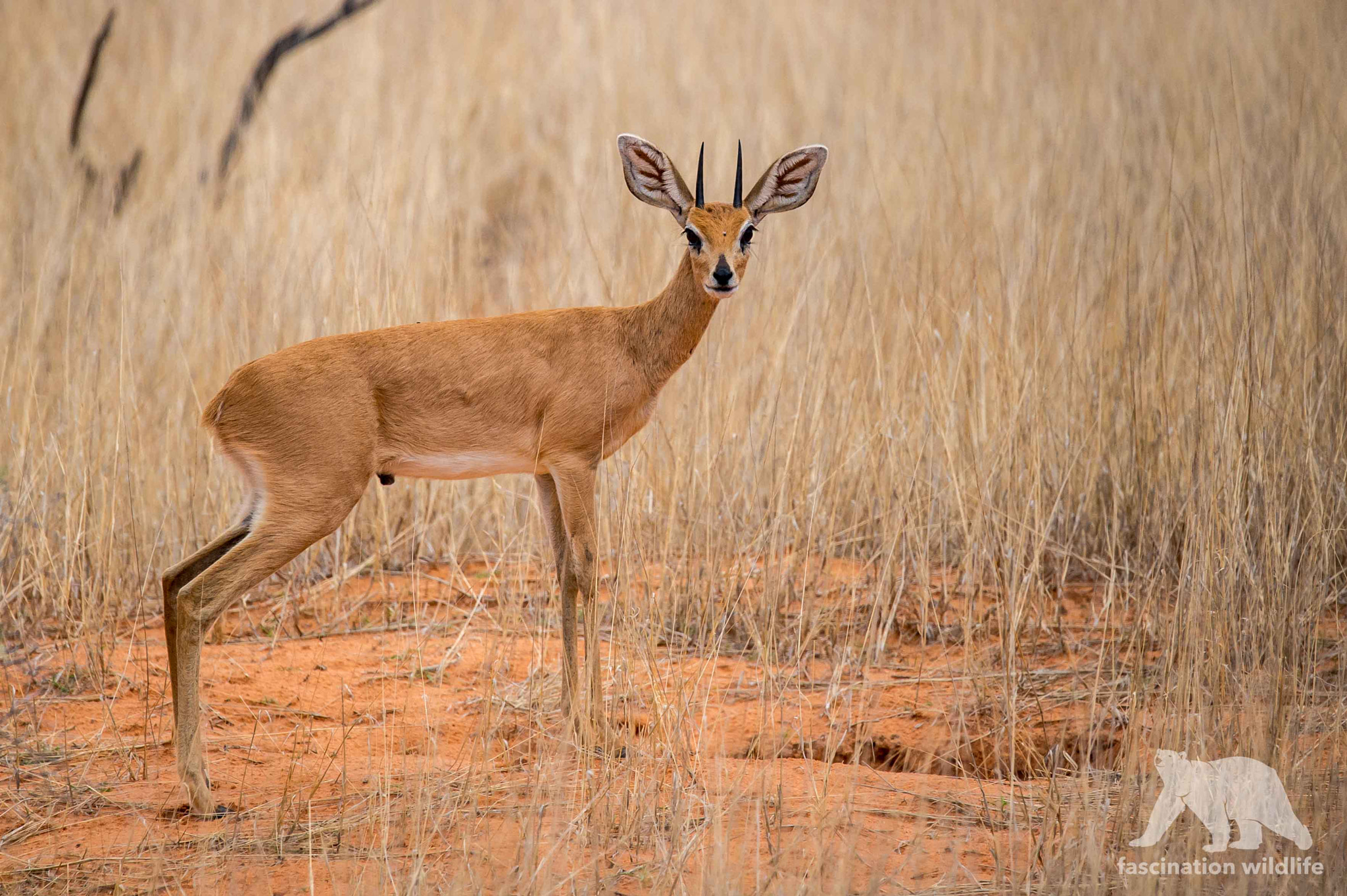 Nikon D4S sample photo. Steenbok photography