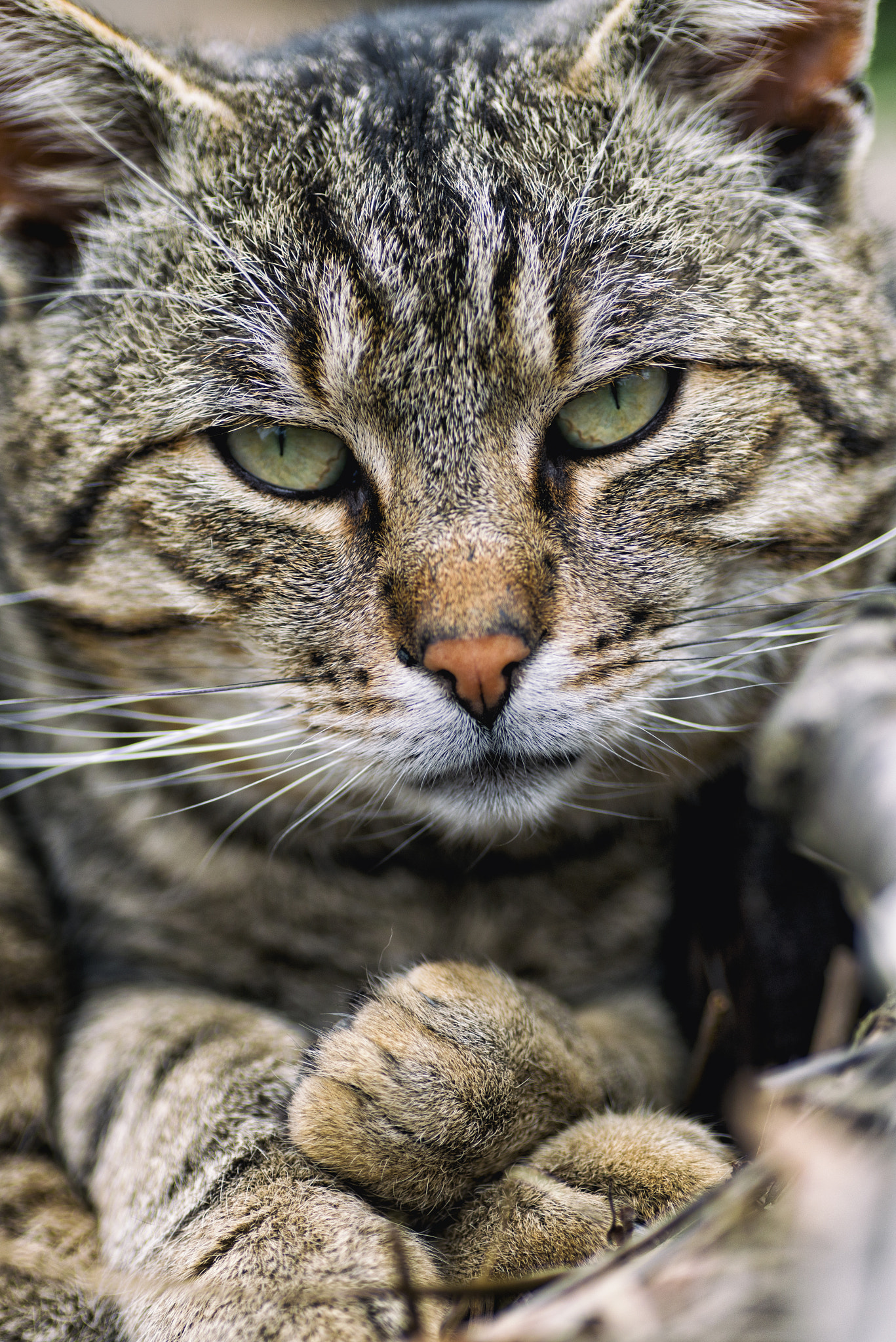Tamron SP AF 90mm F2.8 Di Macro sample photo. Look at me photography