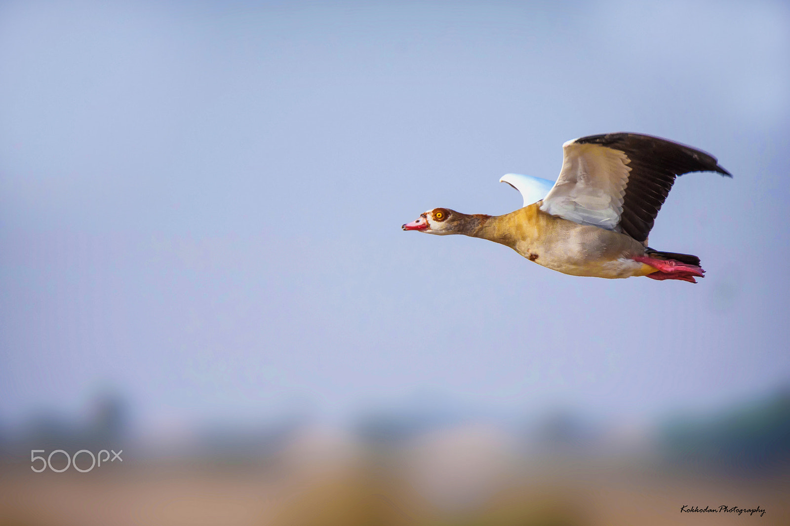 Nikon D7200 + Tamron SP 150-600mm F5-6.3 Di VC USD sample photo. The freedom... egyptian goose photography