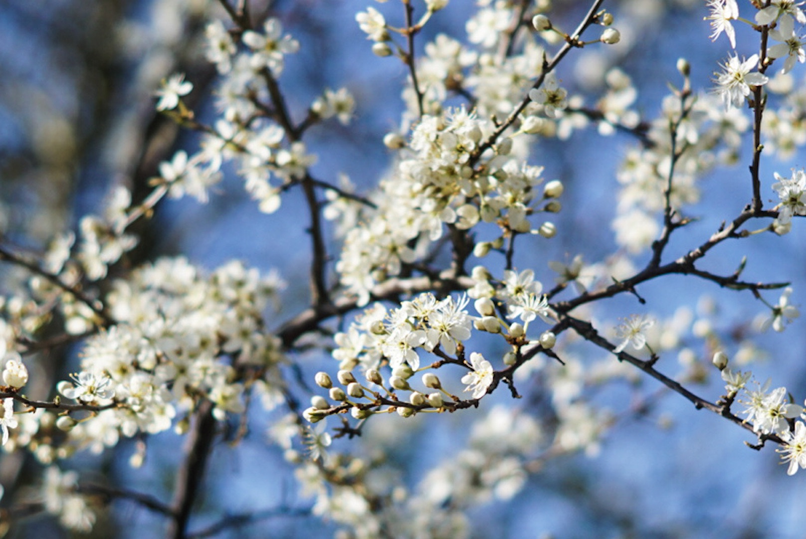 Sony ILCA-77M2 + Sony DT 50mm F1.8 SAM sample photo. Meidoorn photography