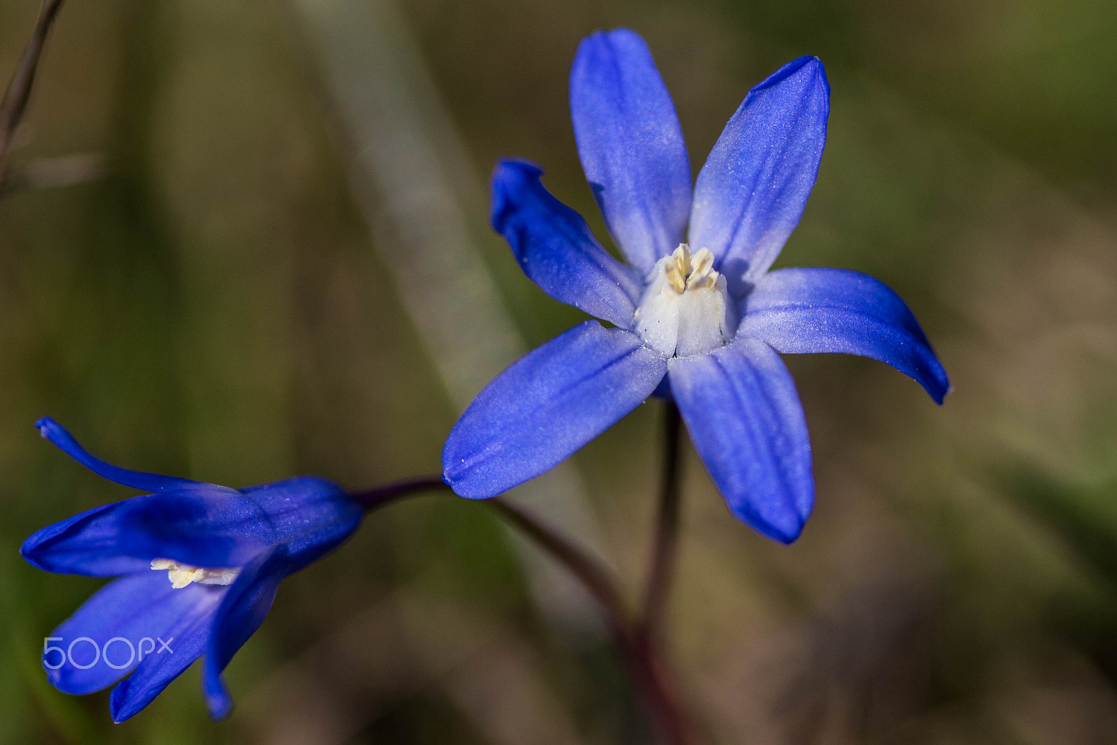 Canon EOS 650D (EOS Rebel T4i / EOS Kiss X6i) sample photo. Spring is comming photography