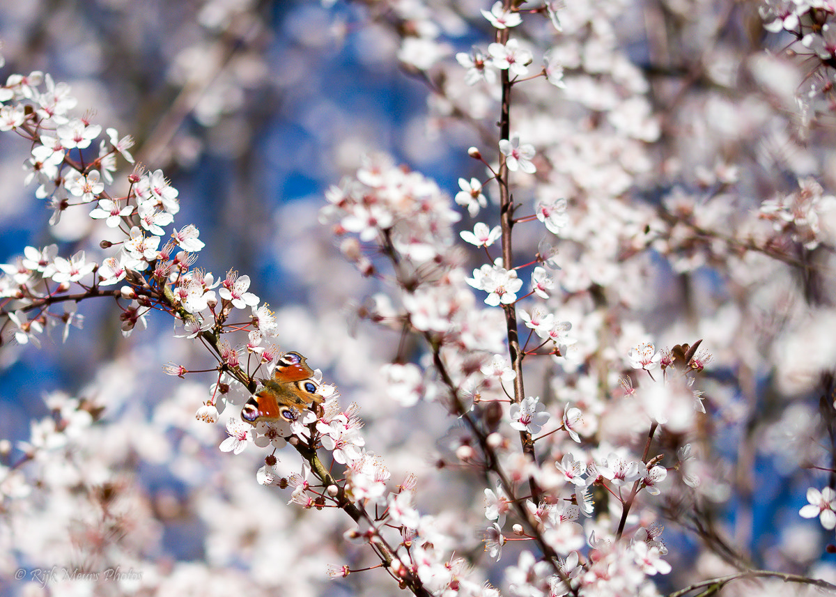 Sigma 105mm F2.8 EX DG OS HSM sample photo. Spring time photography