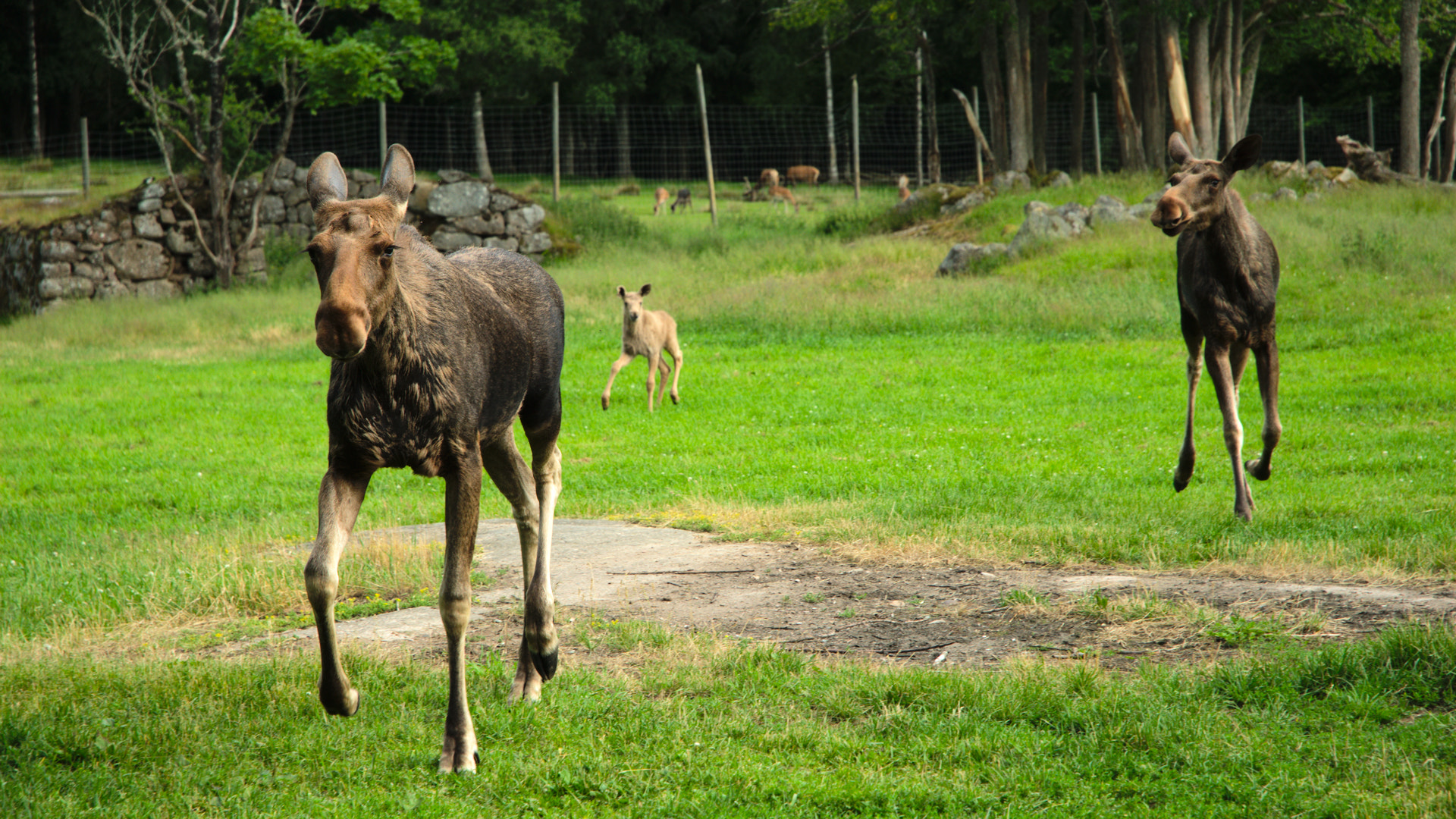 Nikon D200 sample photo. Mooses photography