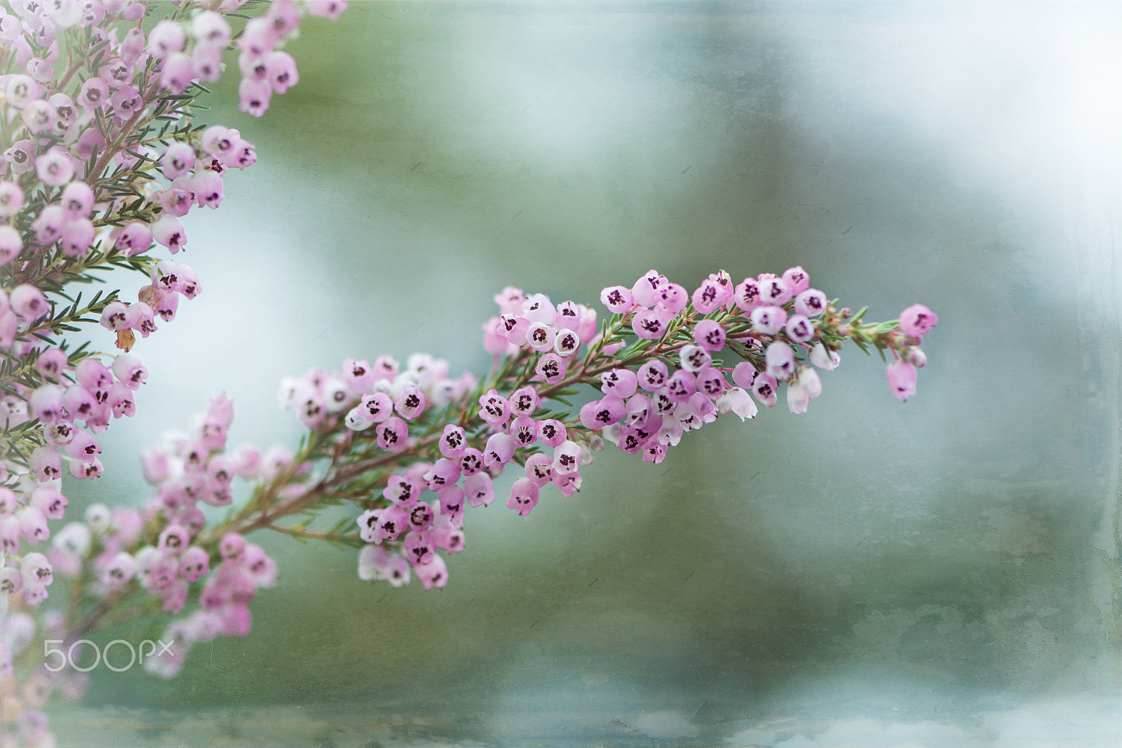 Nikon AF-S Micro-Nikkor 105mm F2.8G IF-ED VR sample photo. Touch of blue photography