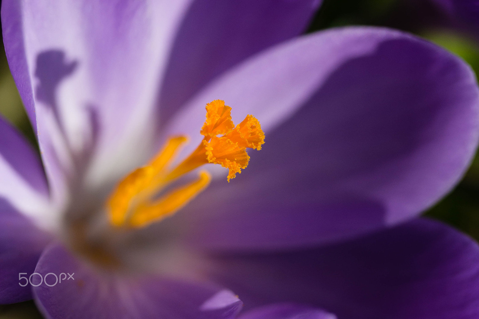 Canon EOS 650D (EOS Rebel T4i / EOS Kiss X6i) sample photo. Spring is comming photography