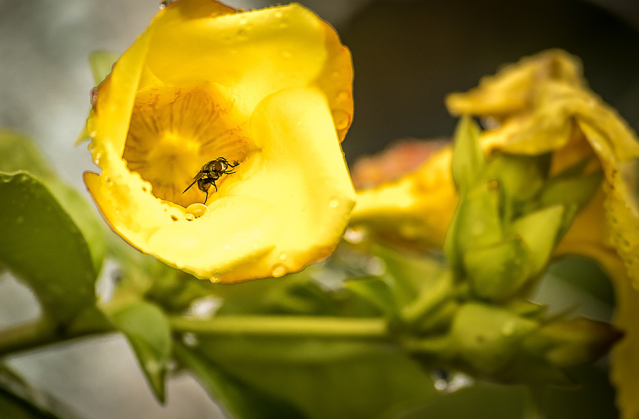 Nikon D5500 sample photo. Joanopolis photography