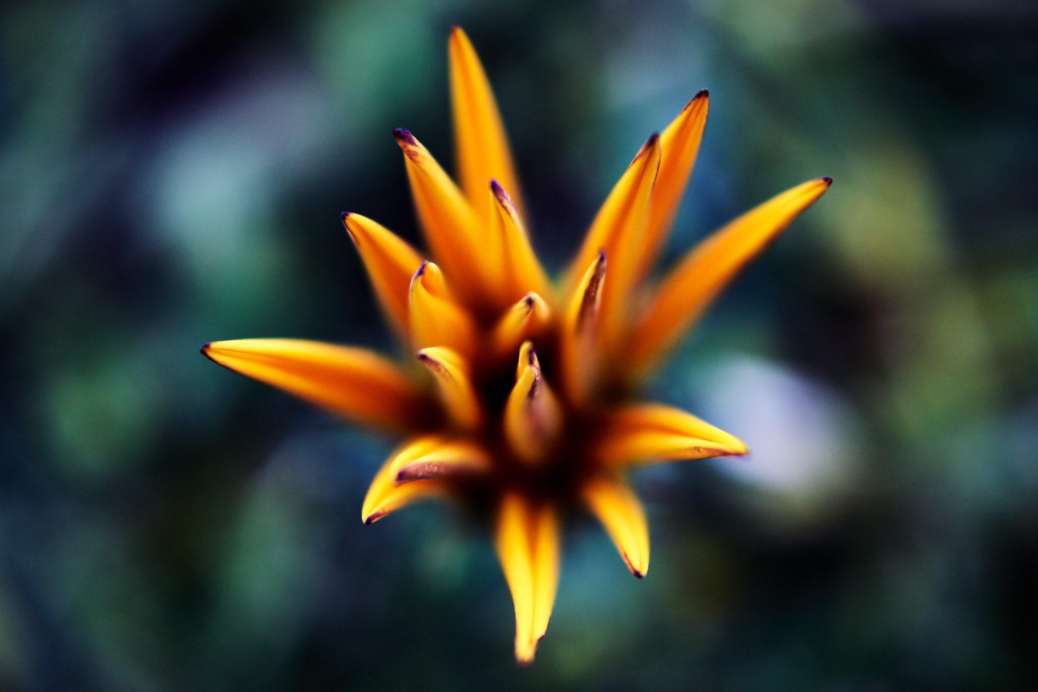 Sony DT 30mm F2.8 Macro SAM sample photo. Supersaiyan photography