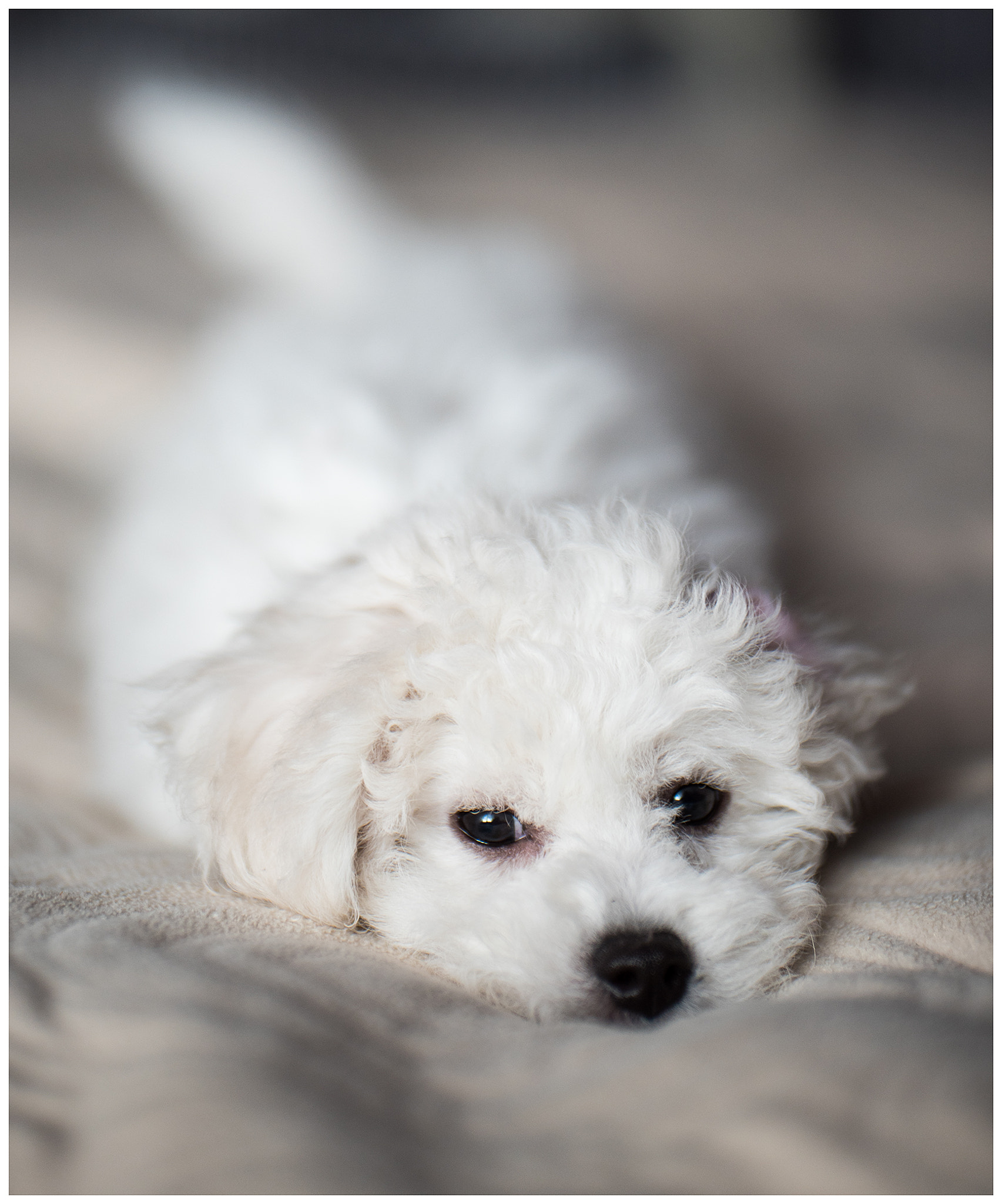 Nikon D750 + Sigma 105mm F2.8 EX DG Macro sample photo. Edit photography