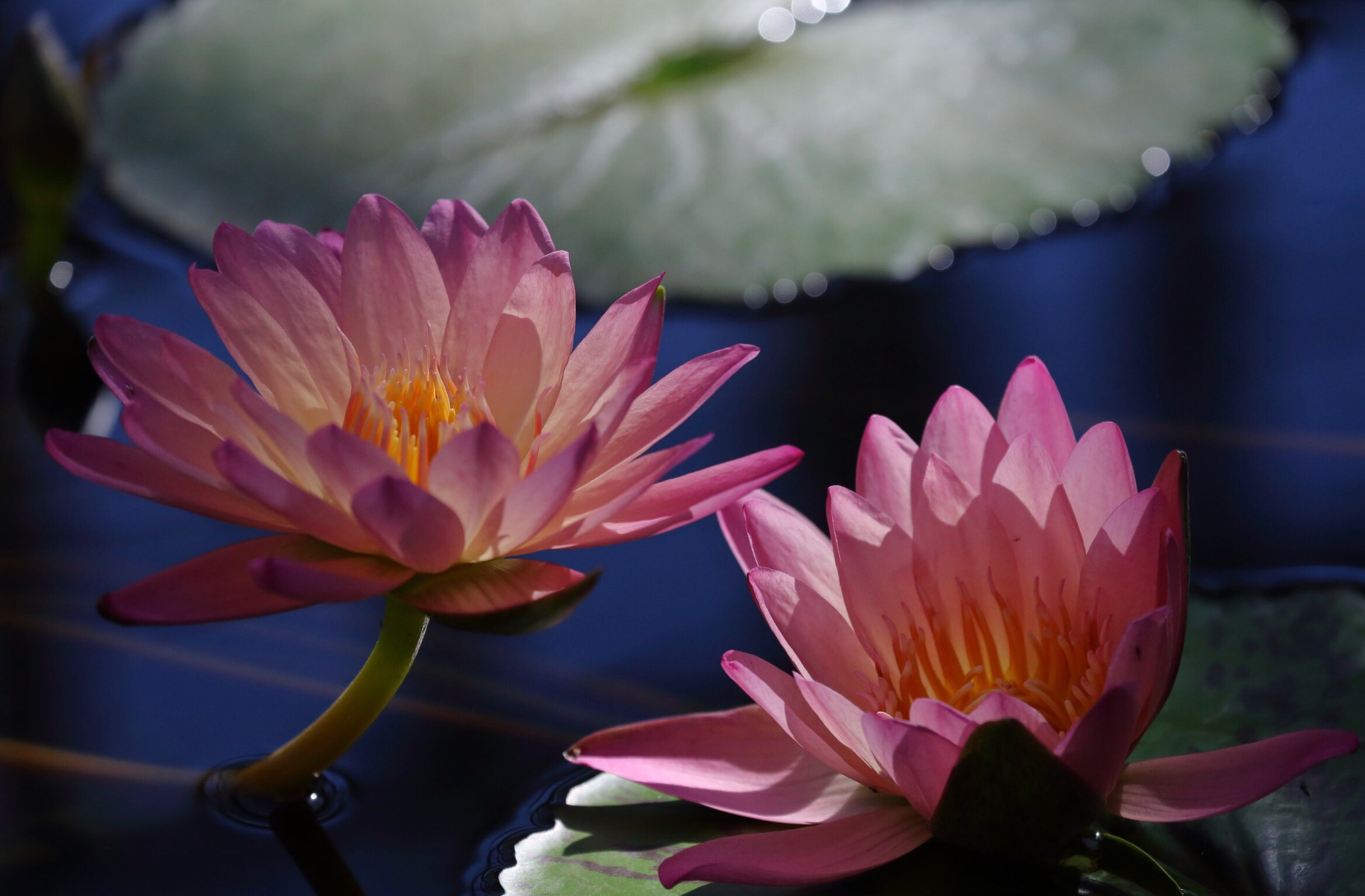 Canon EF 70-300mm F4-5.6L IS USM sample photo. Lotus water lily photography