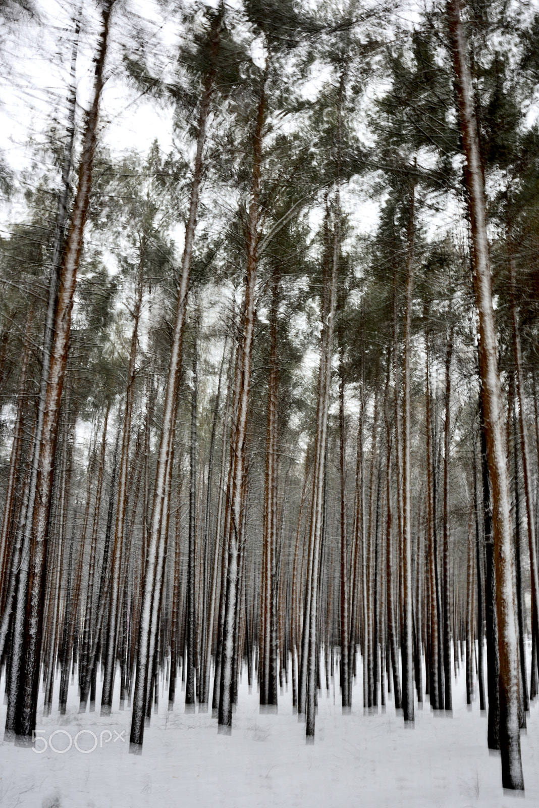 Nikon D810 sample photo. Forest photography