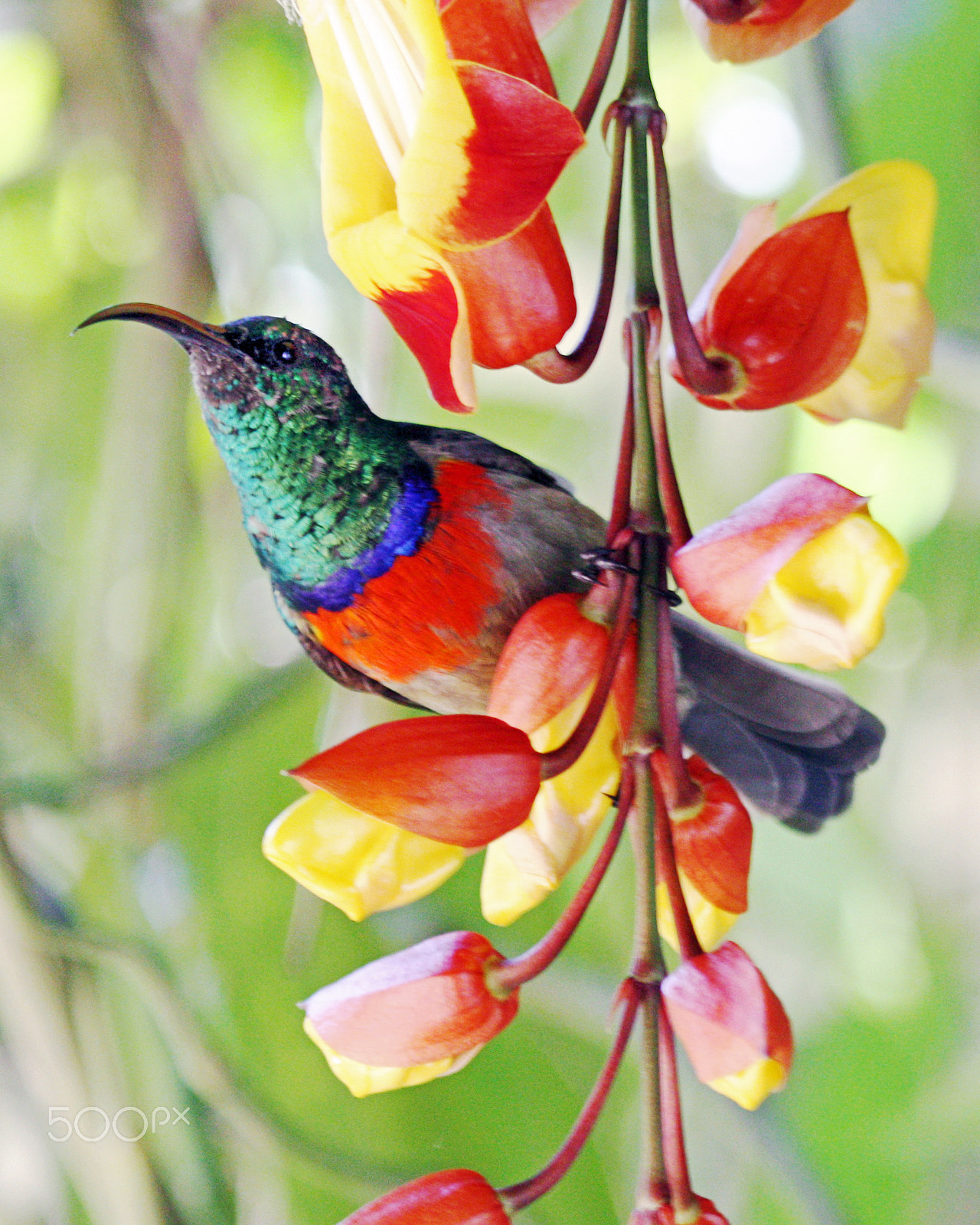 Canon EOS 450D (EOS Rebel XSi / EOS Kiss X2) + Canon EF 100-400mm F4.5-5.6L IS USM sample photo. Greater double-collared sunbird photography