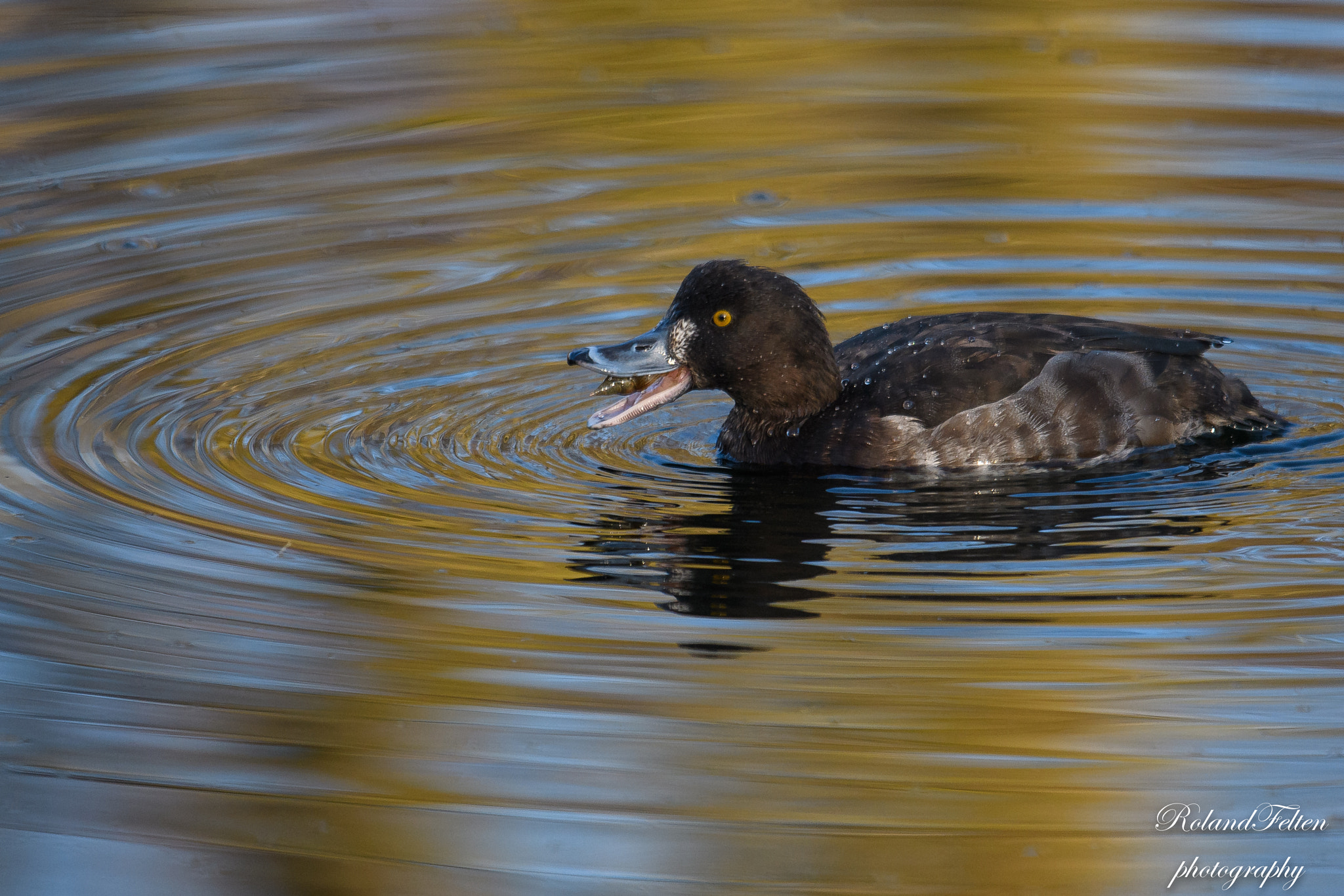 Nikon D500 + Nikon AF-S Nikkor 600mm F4G ED VR sample photo. Special diet photography