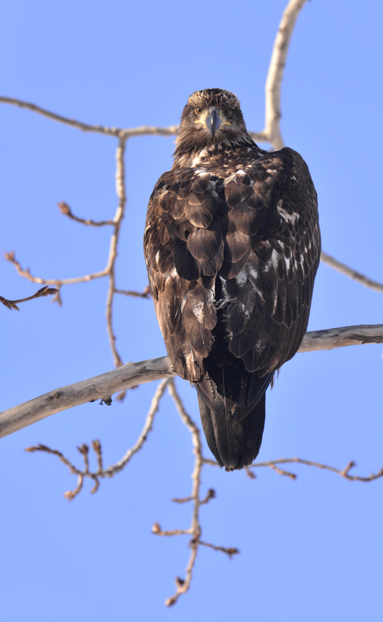Nikon Nikkor AF-S 300mm F4E PF ED VR sample photo. Immature eagle photography