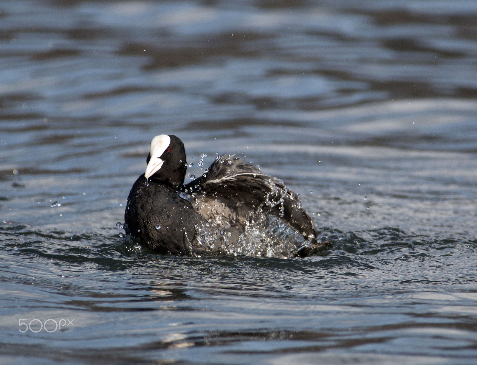 Canon EF 300mm f/2.8L + 2x sample photo. Splash photography