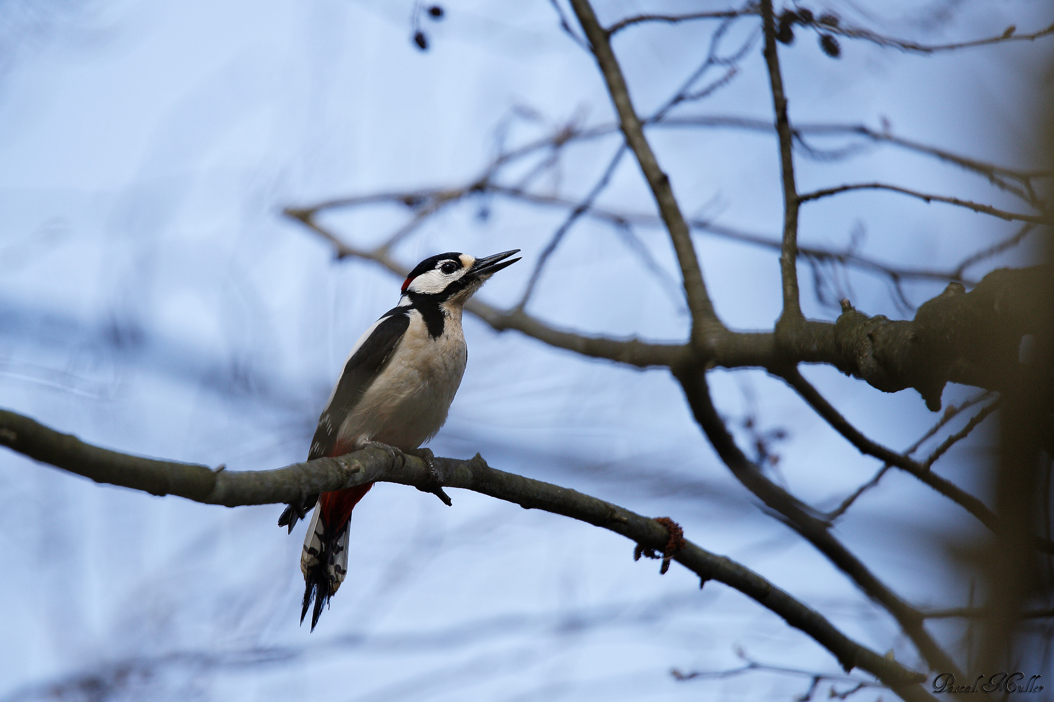 Tamron SP 150-600mm F5-6.3 Di VC USD sample photo