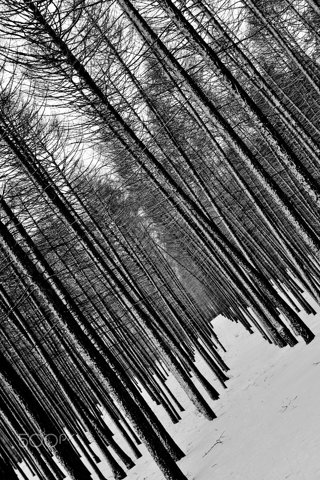 Nikon D810 sample photo. Black forest photography