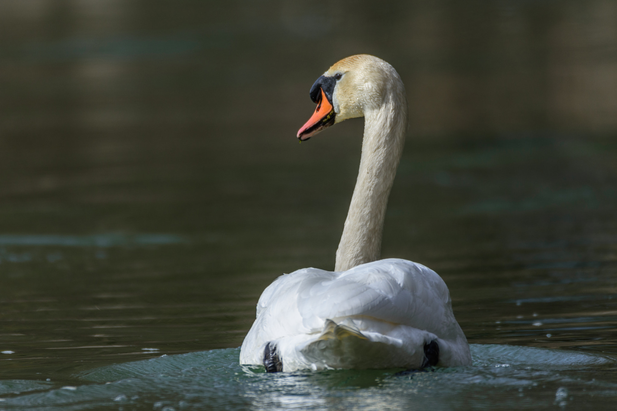 Nikon D7200 + Sigma 150-600mm F5-6.3 DG OS HSM | C sample photo. The swan floating by photography