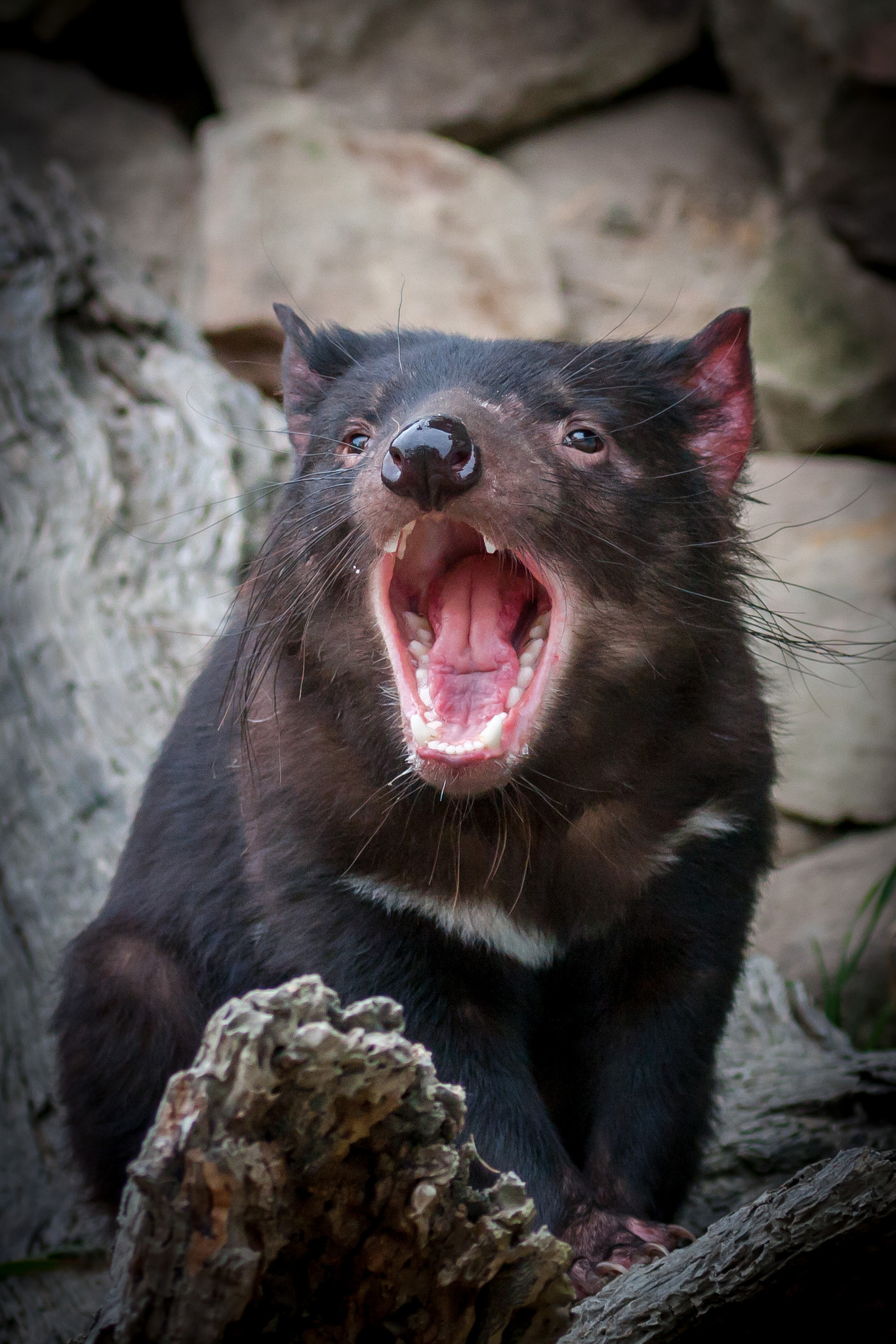 Canon EOS 40D + Canon EF 100-400mm F4.5-5.6L IS USM sample photo. Tasmanian devil photography