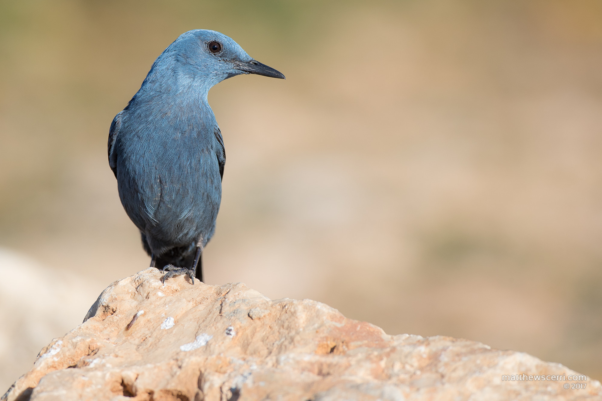 Canon EF 500mm F4L IS USM sample photo. Male blue rock thrush photography