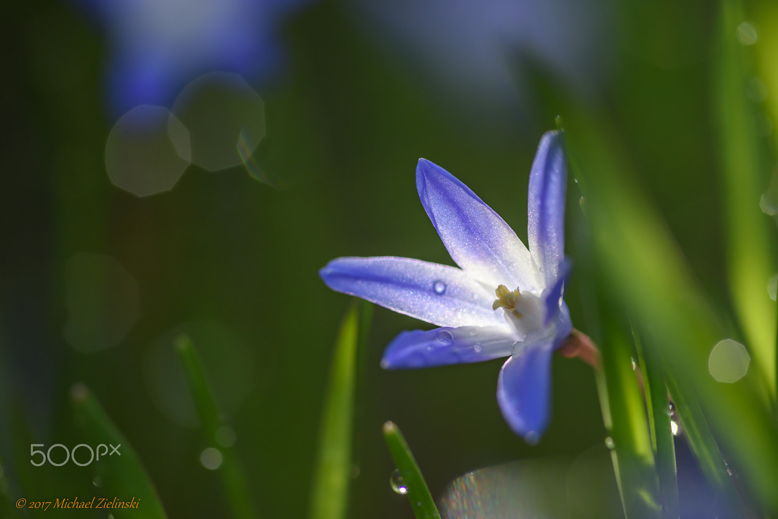 Nikon D810 + Nikon AF Micro-Nikkor 200mm F4D ED-IF sample photo. Blaustern photography