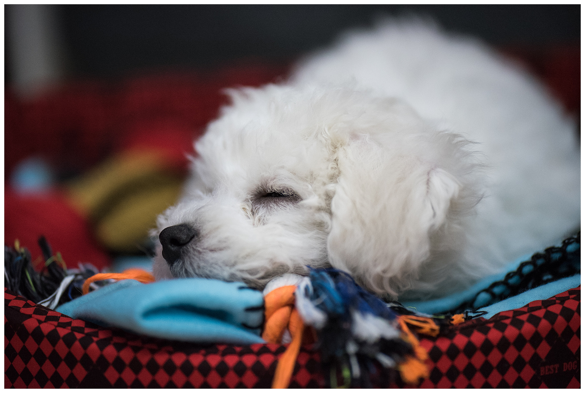 Nikon D750 + Sigma 105mm F2.8 EX DG Macro sample photo. Edit photography
