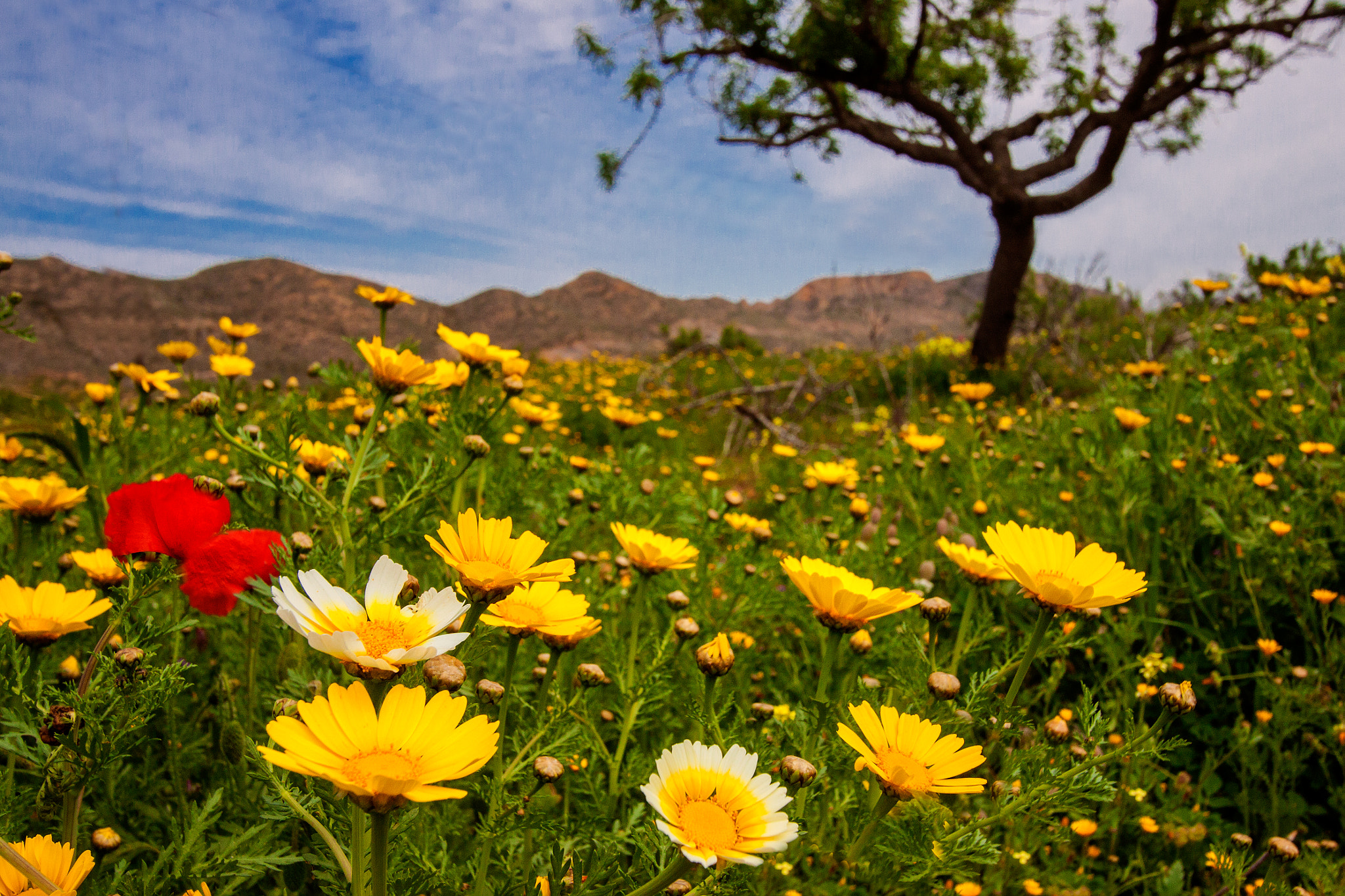 Canon EOS 50D + Canon EF-S 10-22mm F3.5-4.5 USM sample photo. Flores en el prado photography