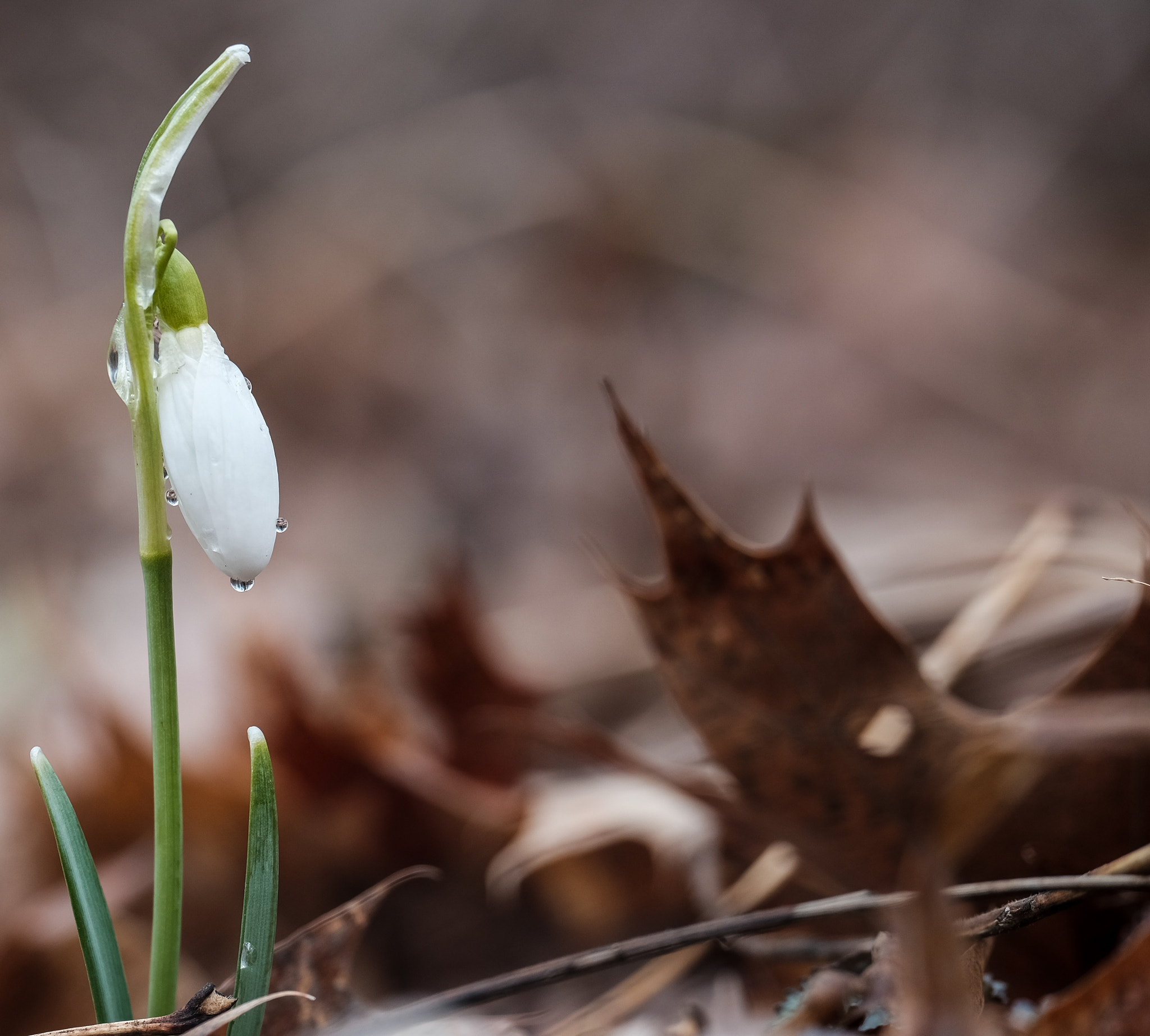 Fujifilm X-T1 + Fujifilm XC 50-230mm F4.5-6.7 OIS sample photo. Snowdrop photography