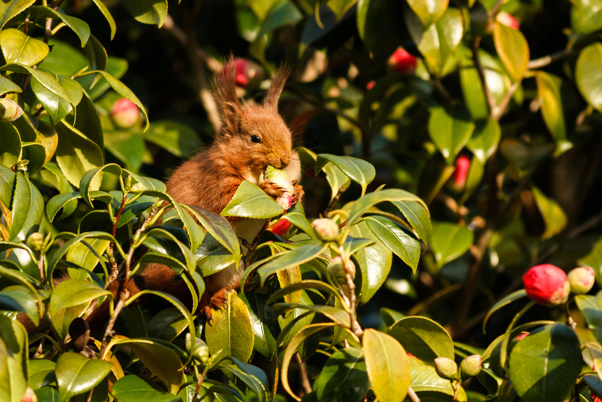 Canon EOS 7D + Canon EF 400mm F5.6L USM sample photo. Red squirrel havin a tossed salad photography