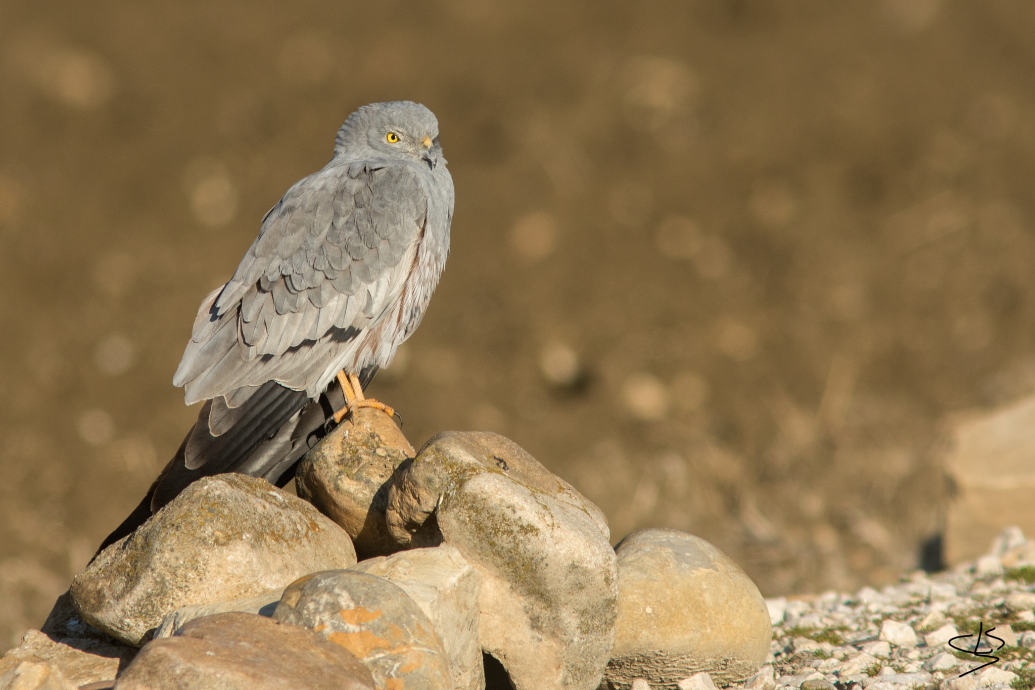 Canon EF 300mm F4L IS USM sample photo. Aguilucho cenizo photography