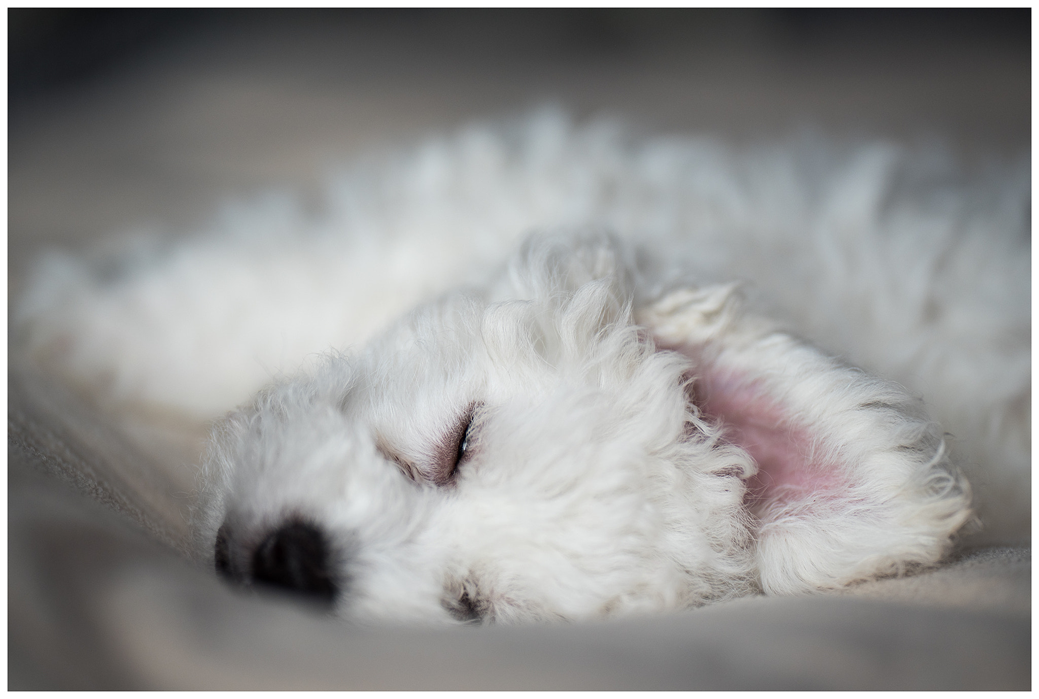 Nikon D750 + Sigma 105mm F2.8 EX DG Macro sample photo. Edit photography