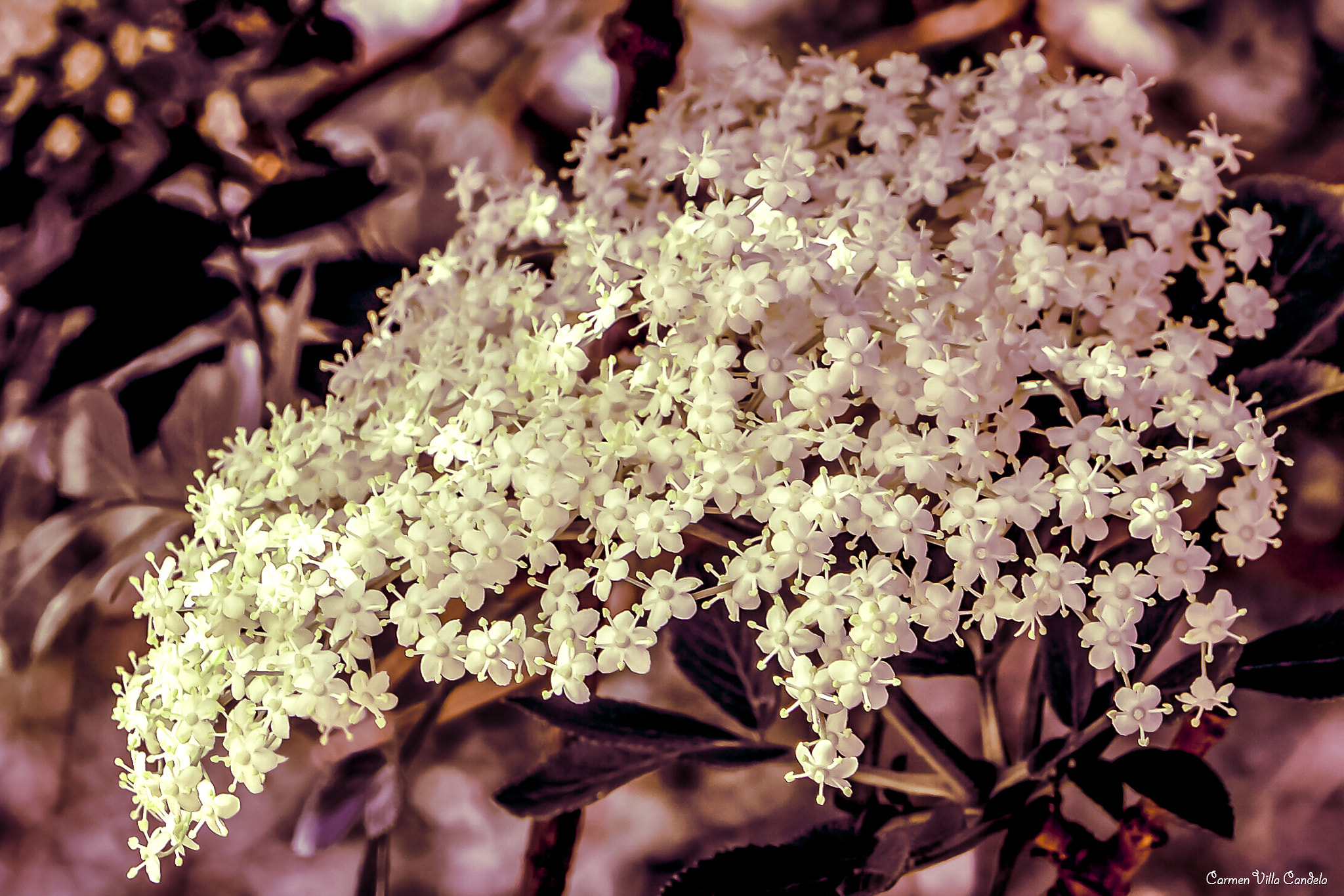 Samsung NX500 + Samsung NX 16-50mm F3.5-5.6 Power Zoom ED OIS sample photo. Belles photography
