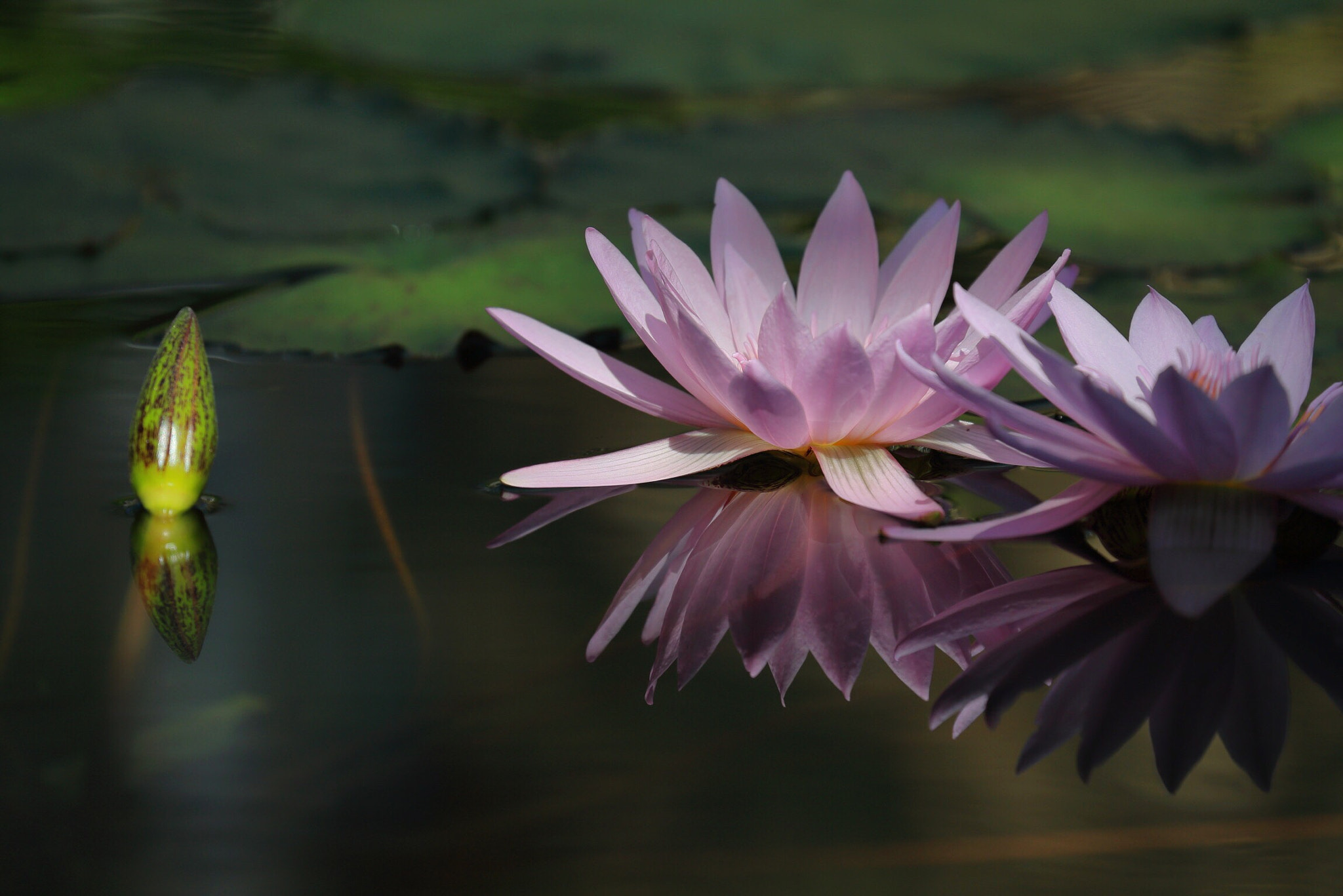 Canon EF 70-300mm F4-5.6L IS USM sample photo. Lotus  water lily 3 photography