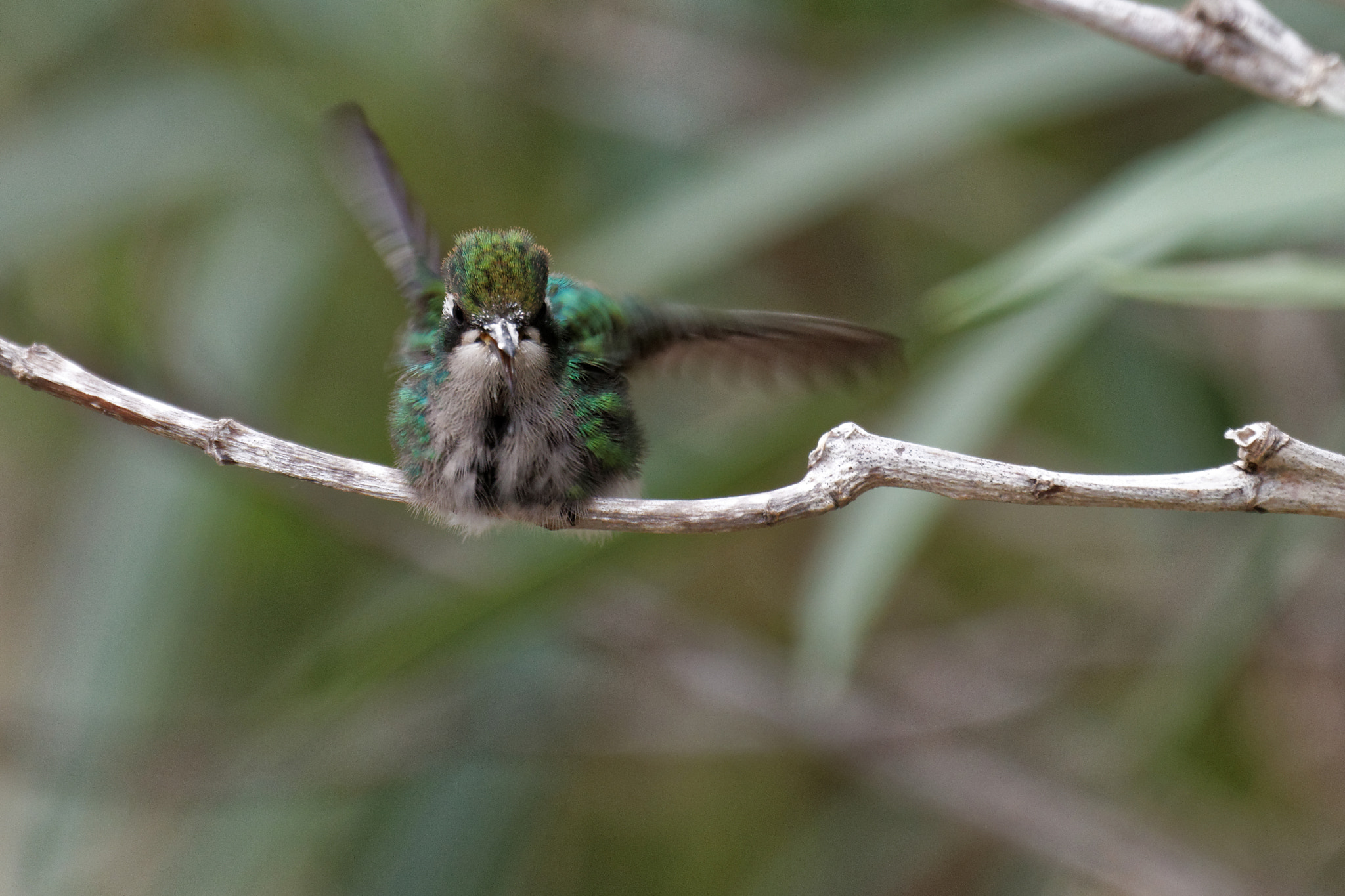 Canon EF 70-300mm F4-5.6L IS USM sample photo. Hummingbird waiting for mom to get lunch photography