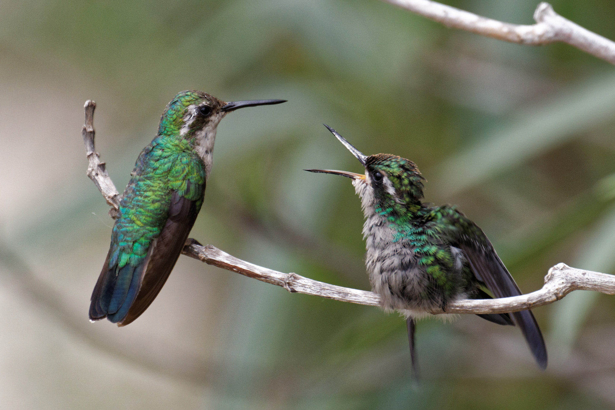 Canon EF 70-300mm F4-5.6L IS USM sample photo. Hummingbird eager to be fed photography