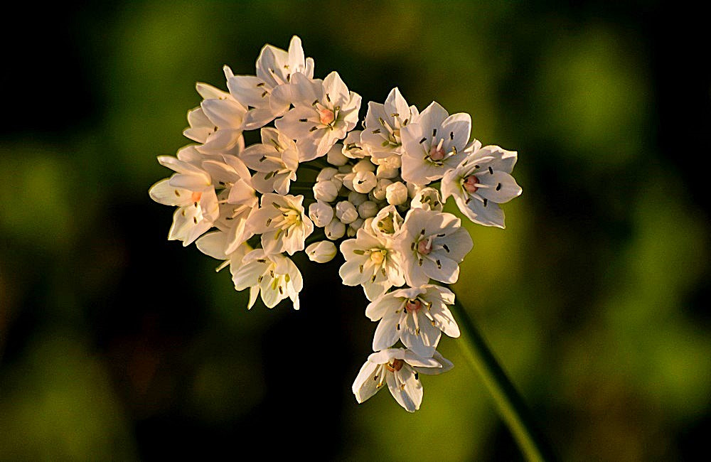 Sigma 70-300mm F4-5.6 APO Macro Super II sample photo. Les fleurs de champs photography