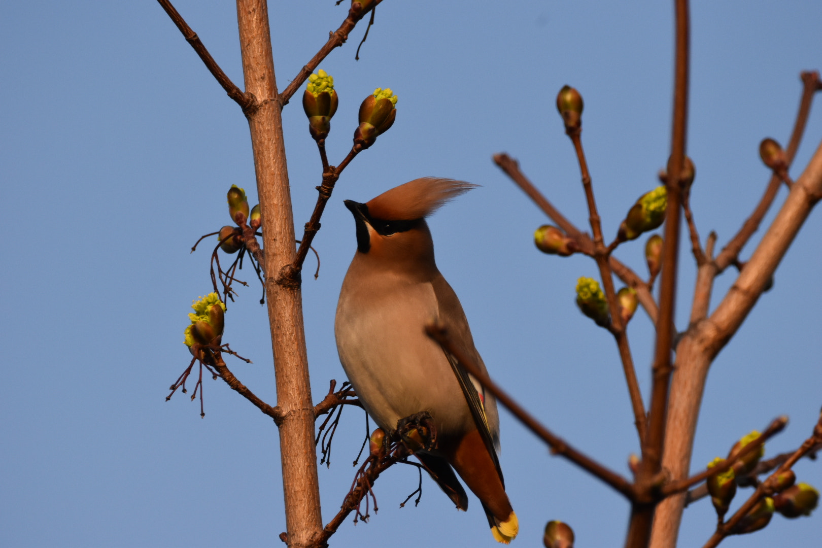 Nikon D5500 + Sigma 150-600mm F5-6.3 DG OS HSM | C sample photo. Waxwing  photography